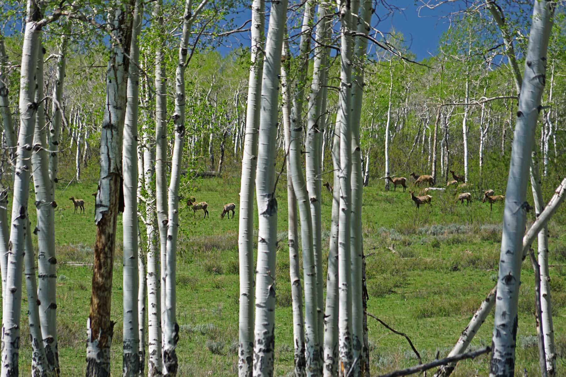 Seven Lakes Ranch property picture 68 of 98