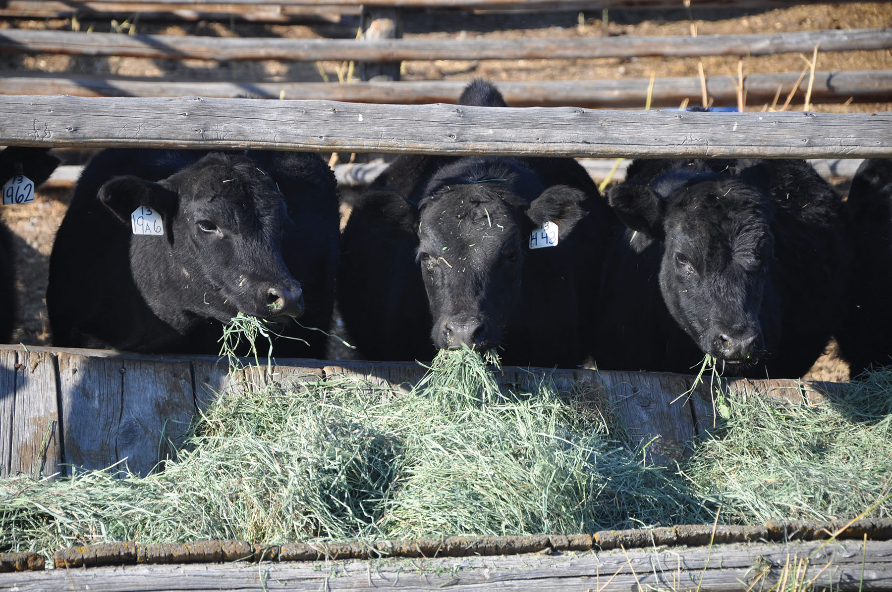 Muleshoe Ranch property picture 29 of 60