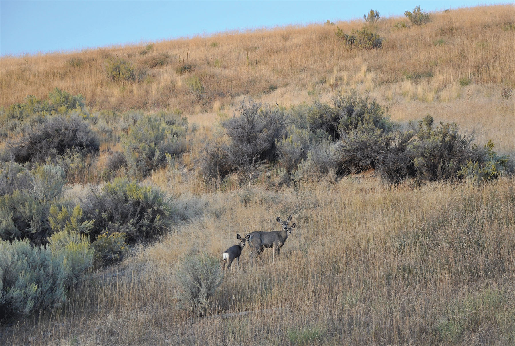 Muleshoe Ranch property picture 15 of 60