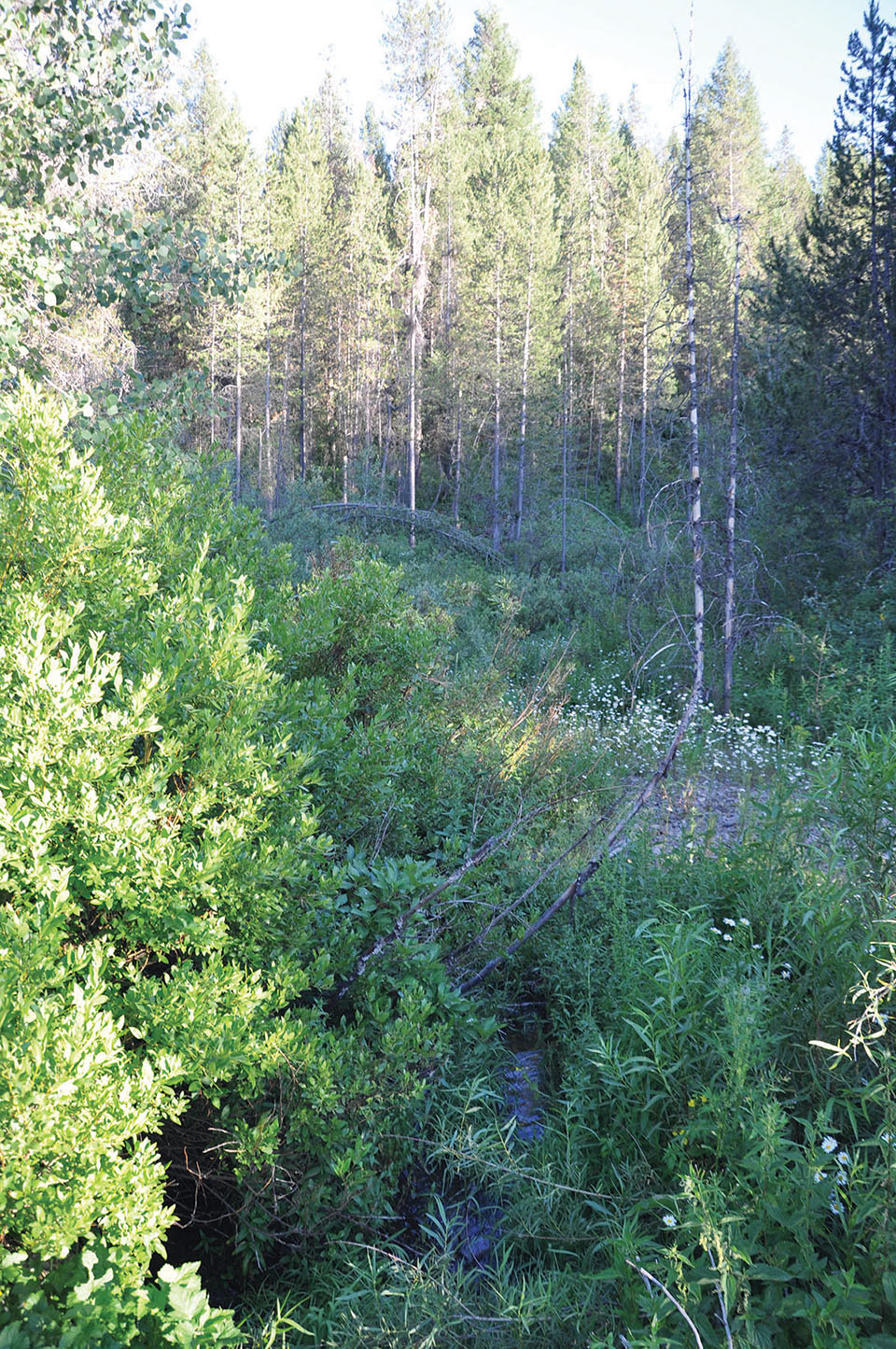 Teton View Ranch on Conant Creek property picture 41 of 41