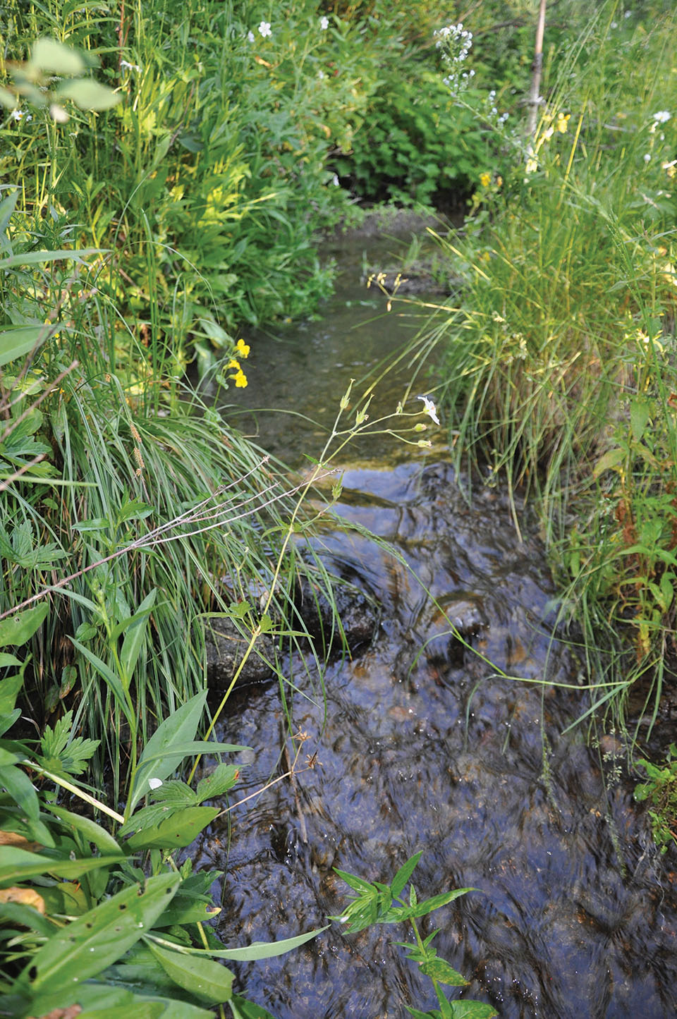 Teton View Ranch on Conant Creek property picture 37 of 41