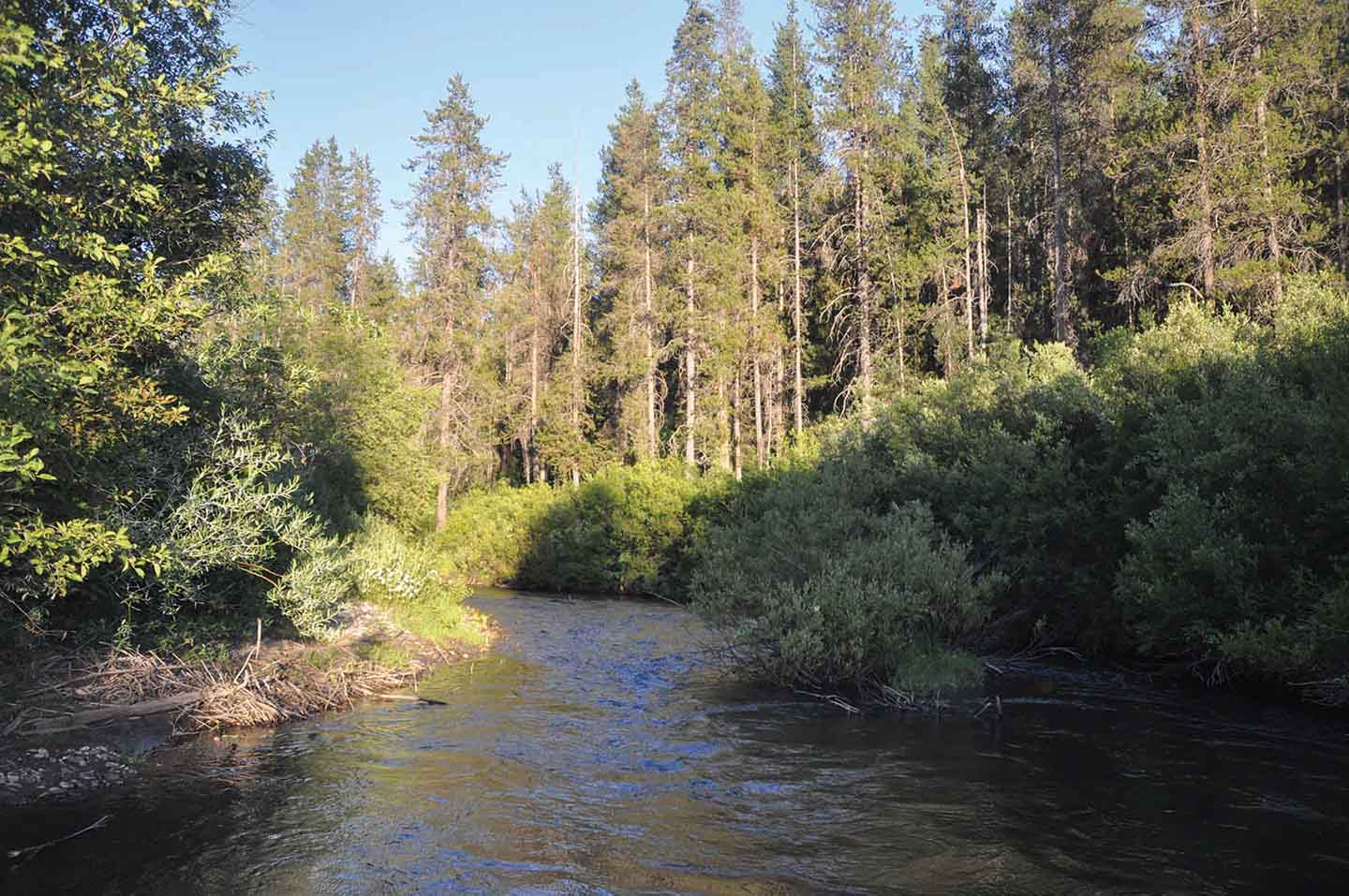 Teton View Ranch on Conant Creek property picture 39 of 41