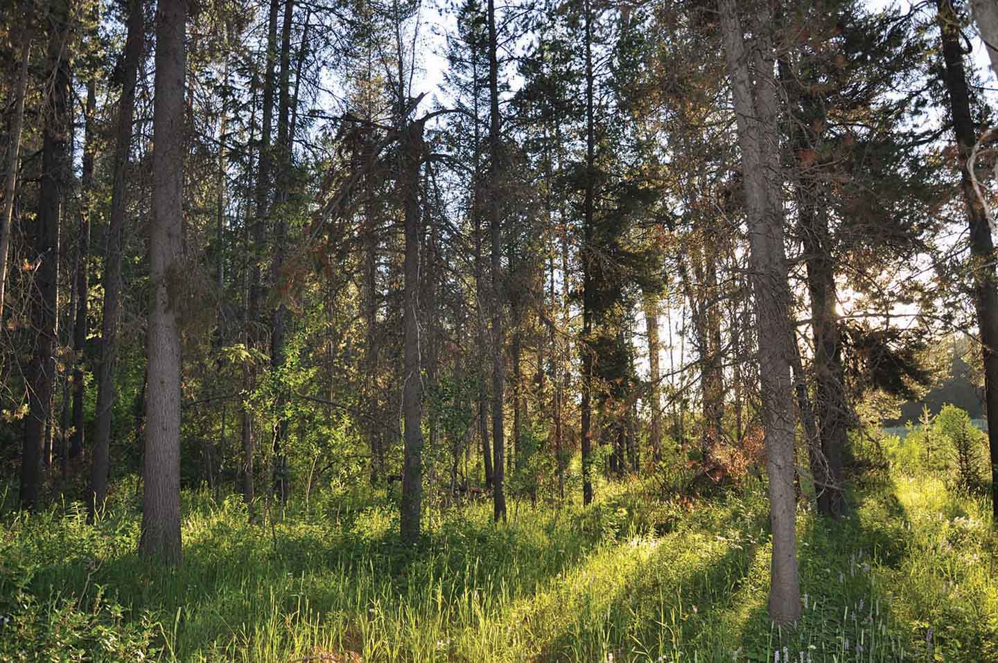 Teton View Ranch on Conant Creek property picture 31 of 41