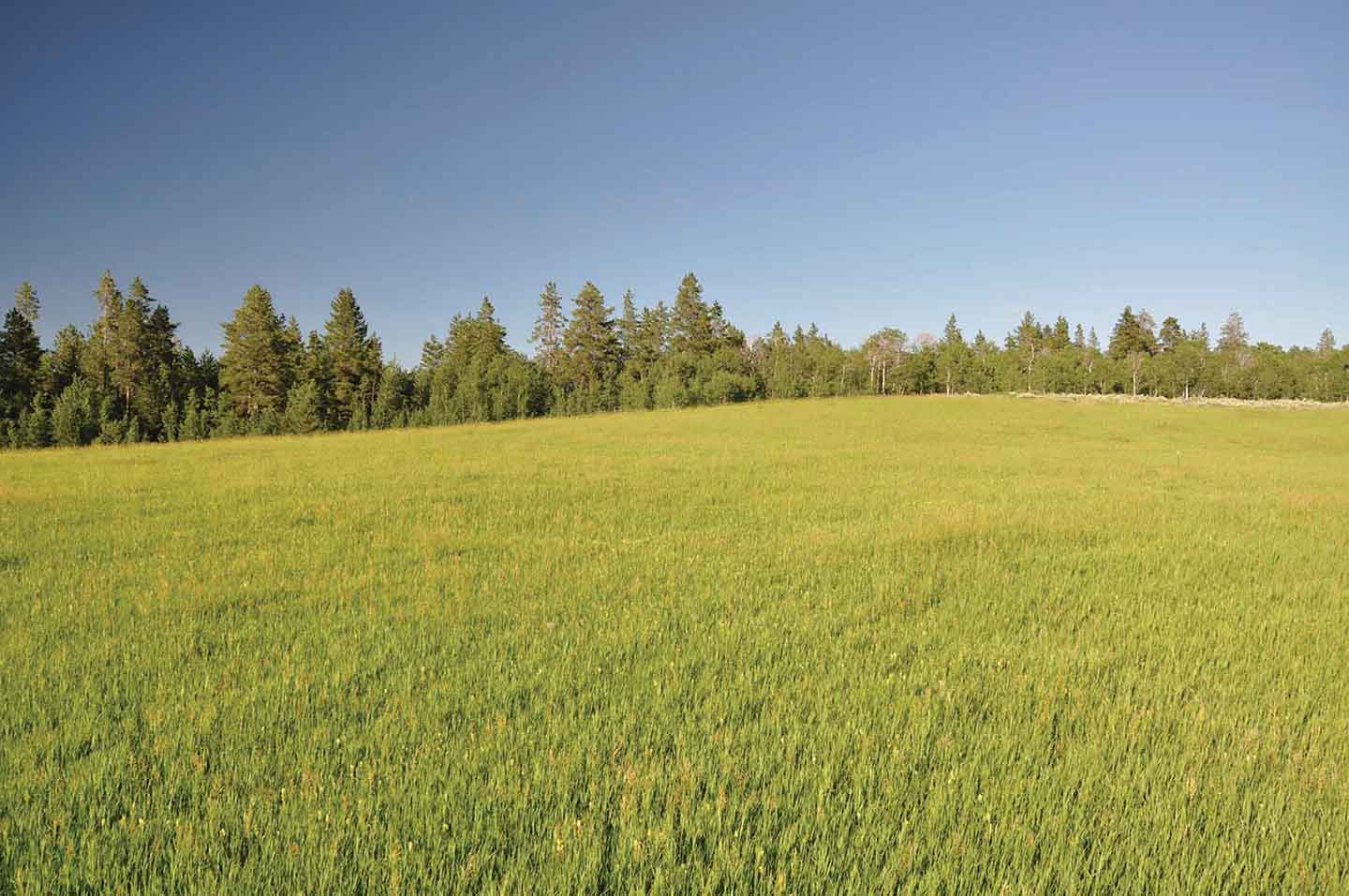 Teton View Ranch on Conant Creek property picture 28 of 41