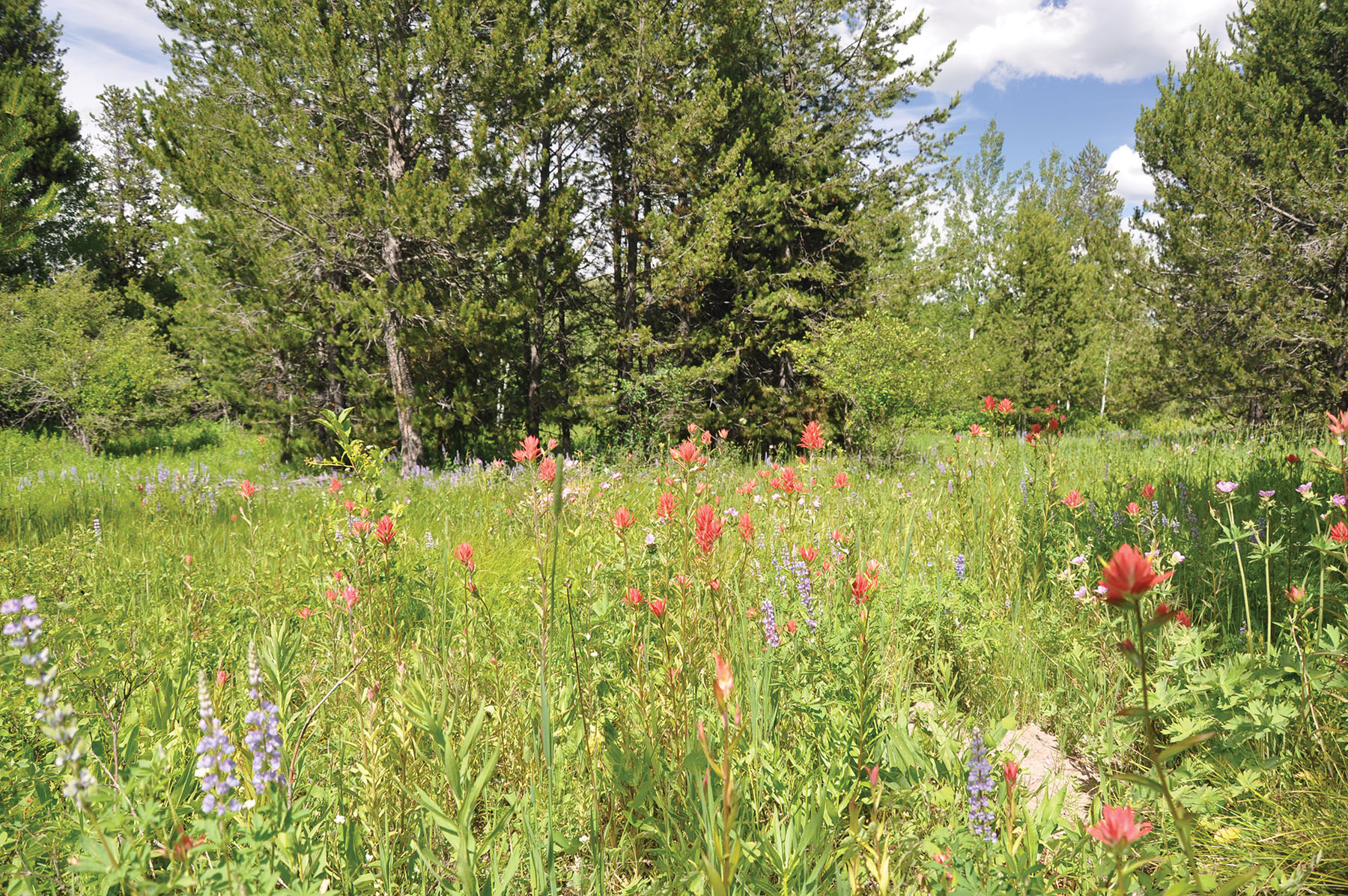 Teton View Ranch on Conant Creek property picture 4 of 41
