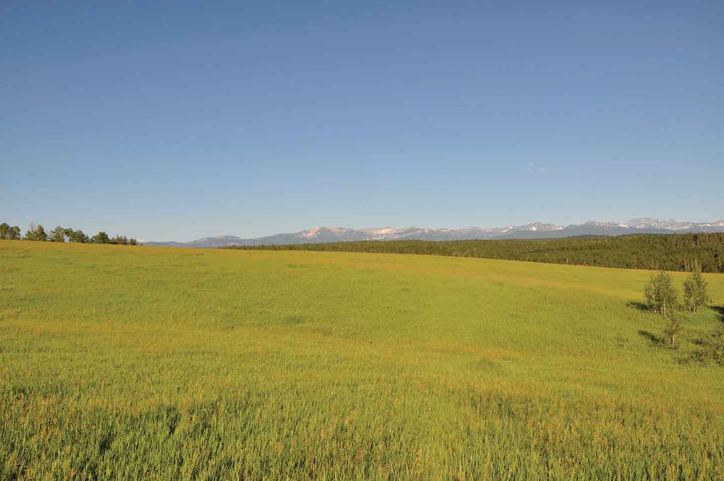 Teton View Ranch on Conant Creek property picture 32 of 41