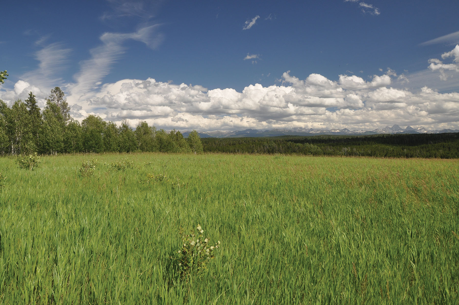 Teton View Ranch on Conant Creek property picture 12 of 41