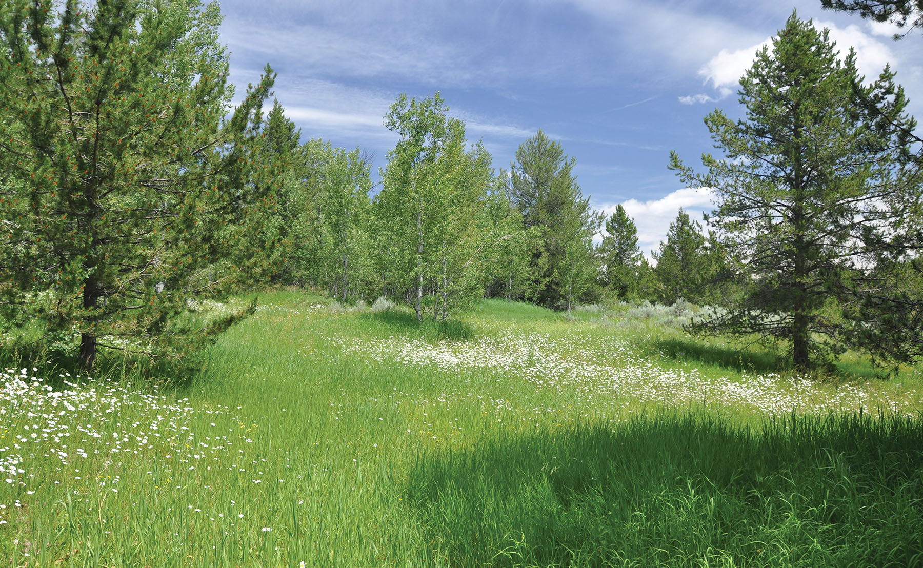 Teton View Ranch on Conant Creek property picture 11 of 41
