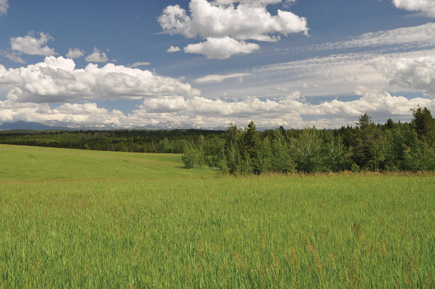 Teton View Ranch on Conant Creek property picture 20 of 41