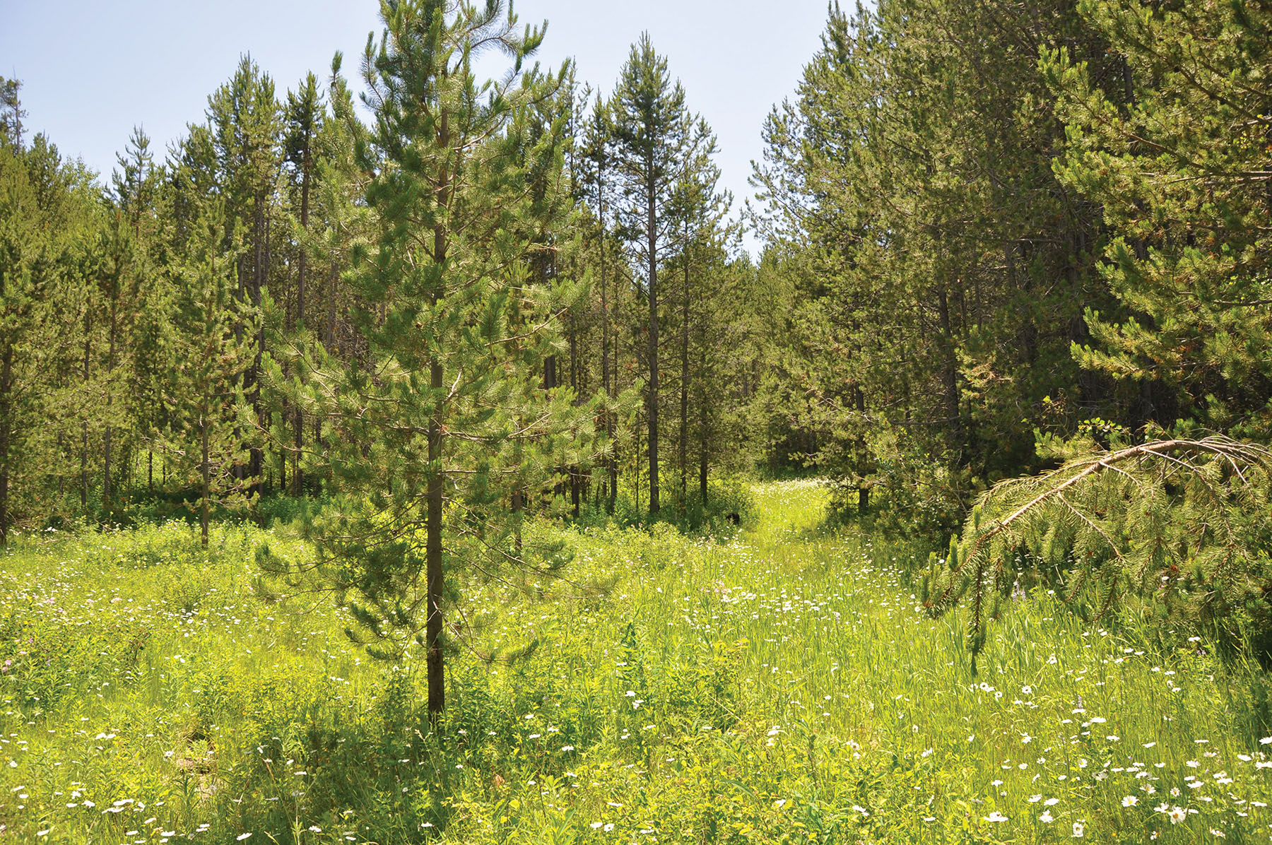 Teton View Ranch on Conant Creek property picture 13 of 41