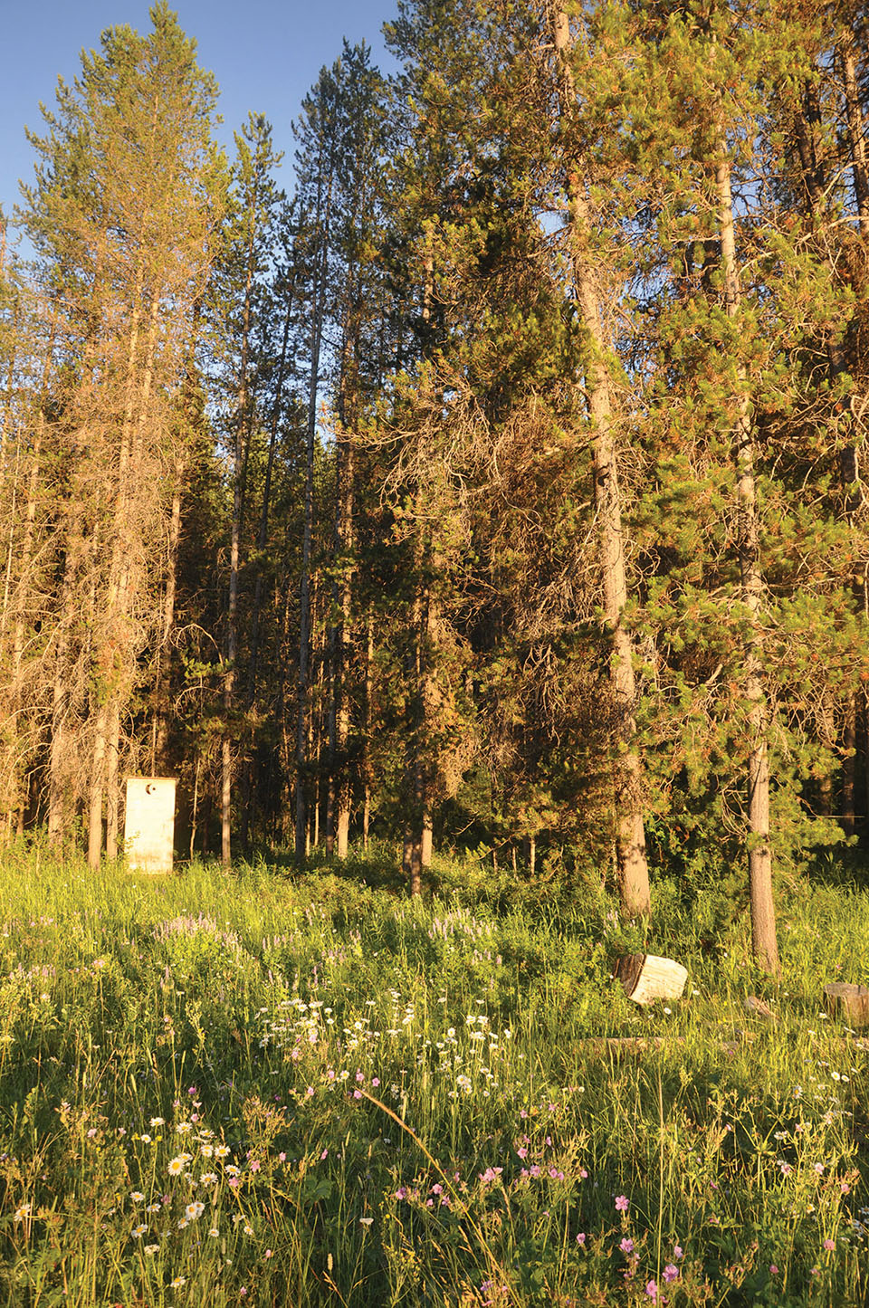 Teton View Ranch on Conant Creek property picture 33 of 41