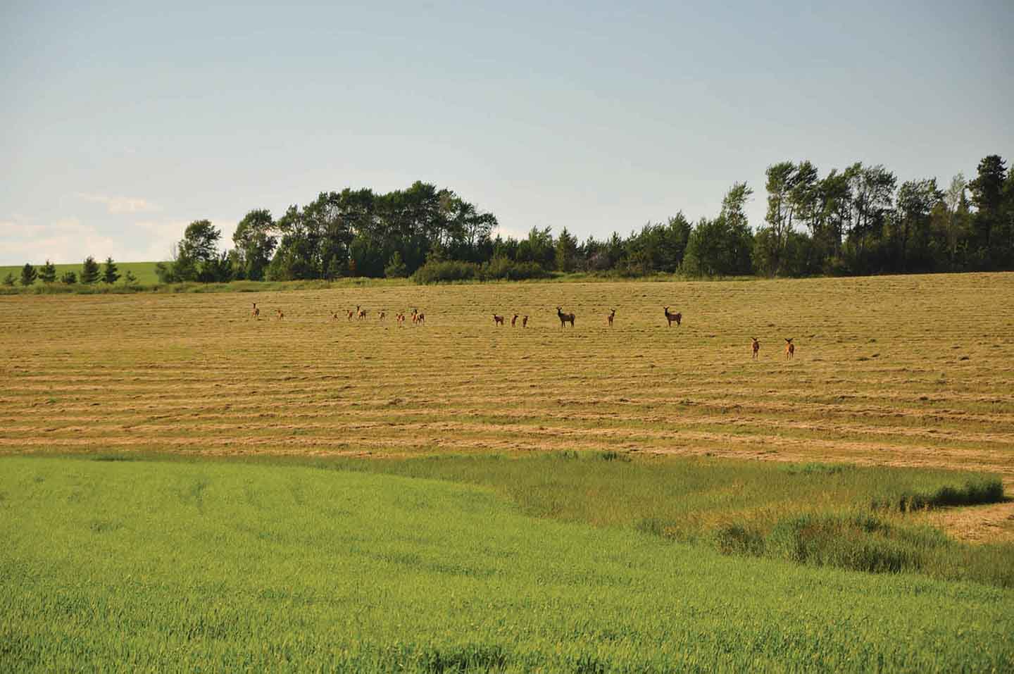 Teton View Ranch on Conant Creek property picture 26 of 41