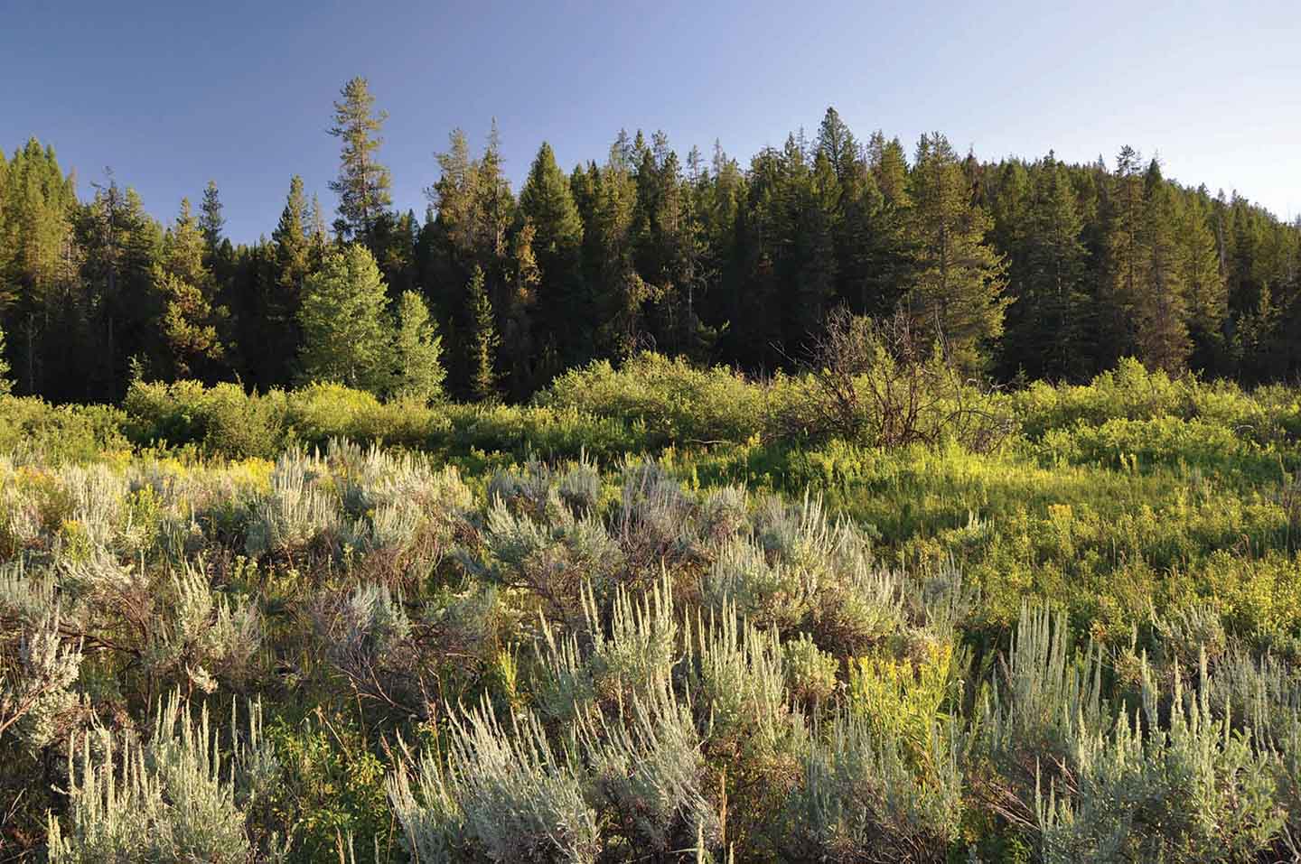 Teton View Ranch on Conant Creek property picture 15 of 41