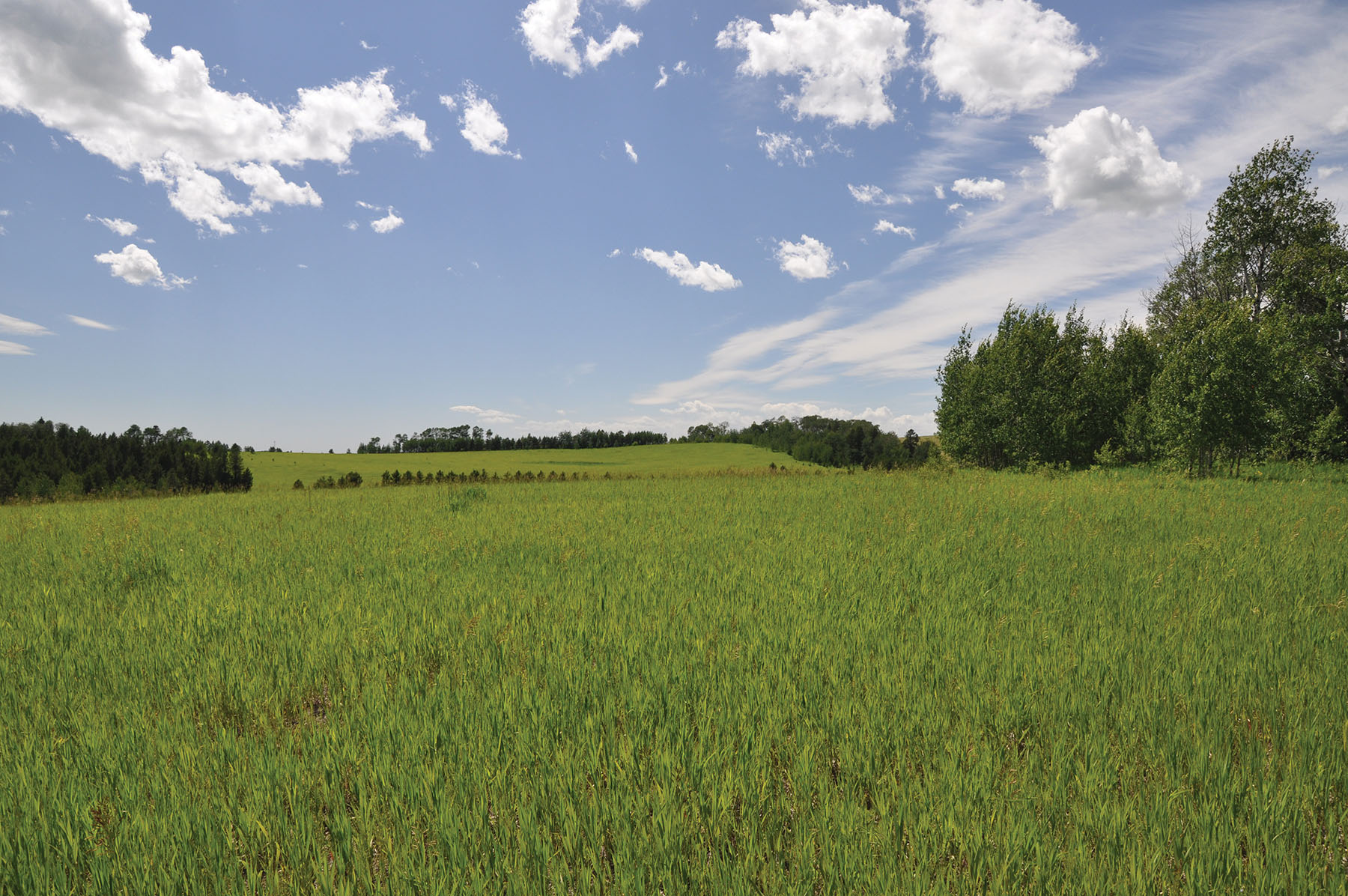 Teton View Ranch on Conant Creek property picture 9 of 41