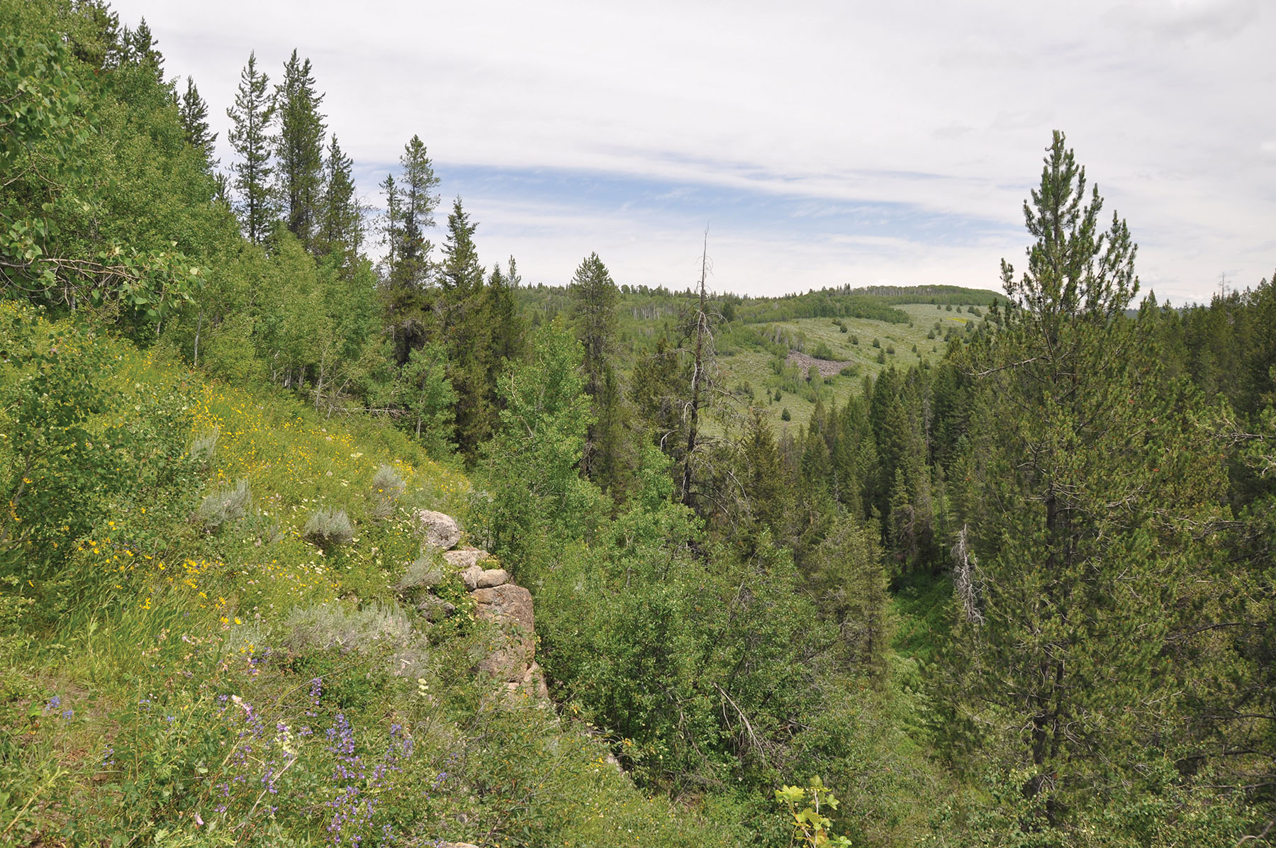 Teton View Ranch on Conant Creek property picture 7 of 41
