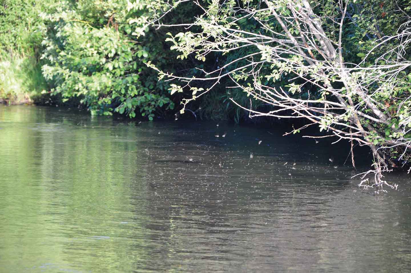 Teton View Ranch on Conant Creek property picture 34 of 41