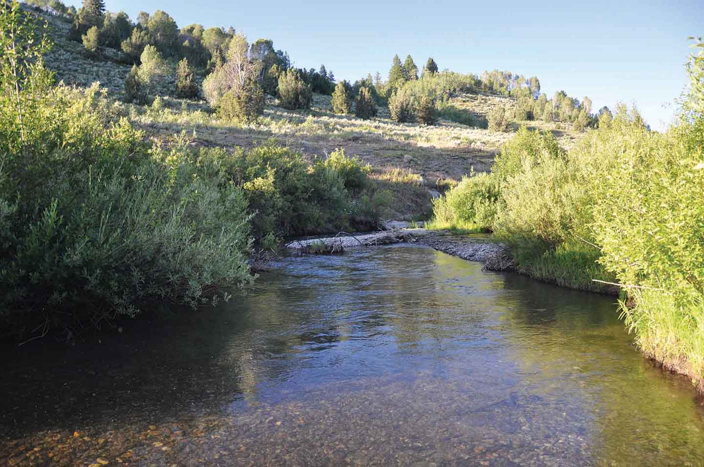 Teton View Ranch on Conant Creek property picture 17 of 41