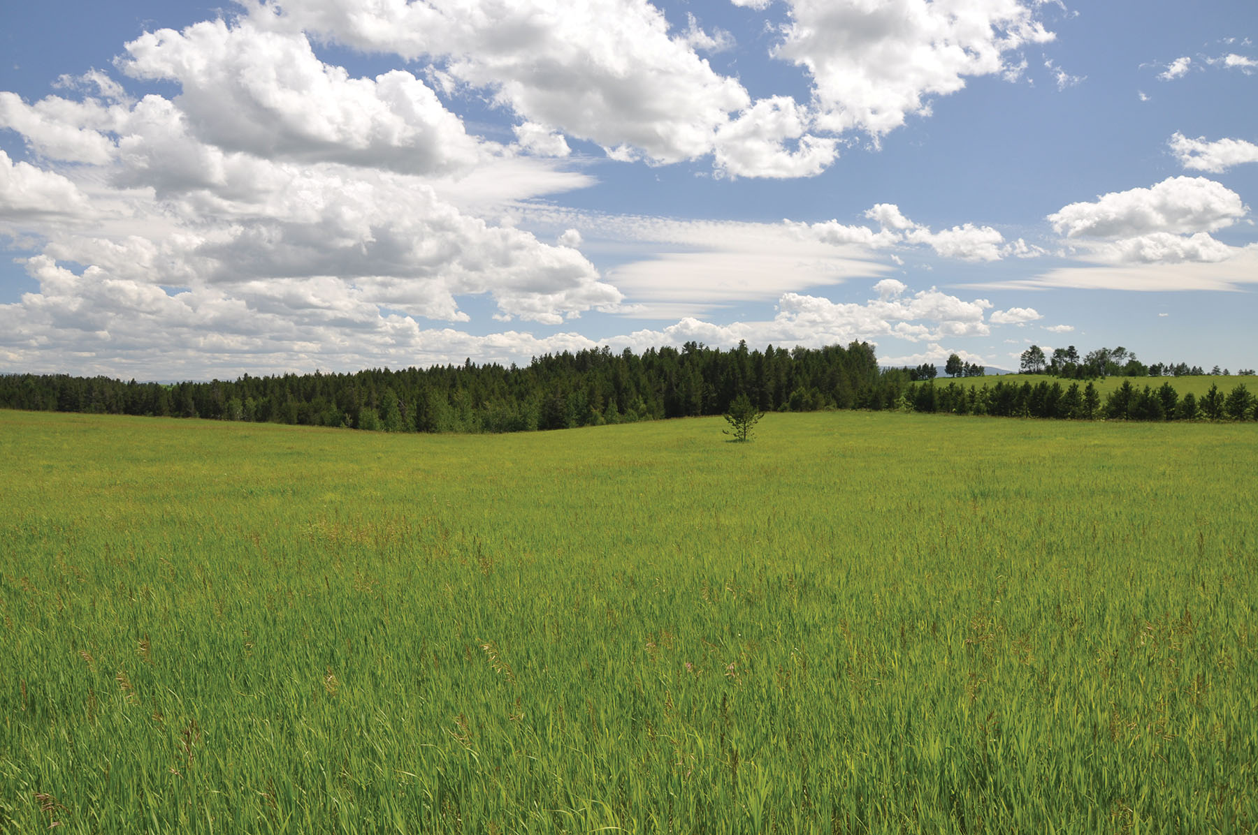 Teton View Ranch on Conant Creek property picture 14 of 41