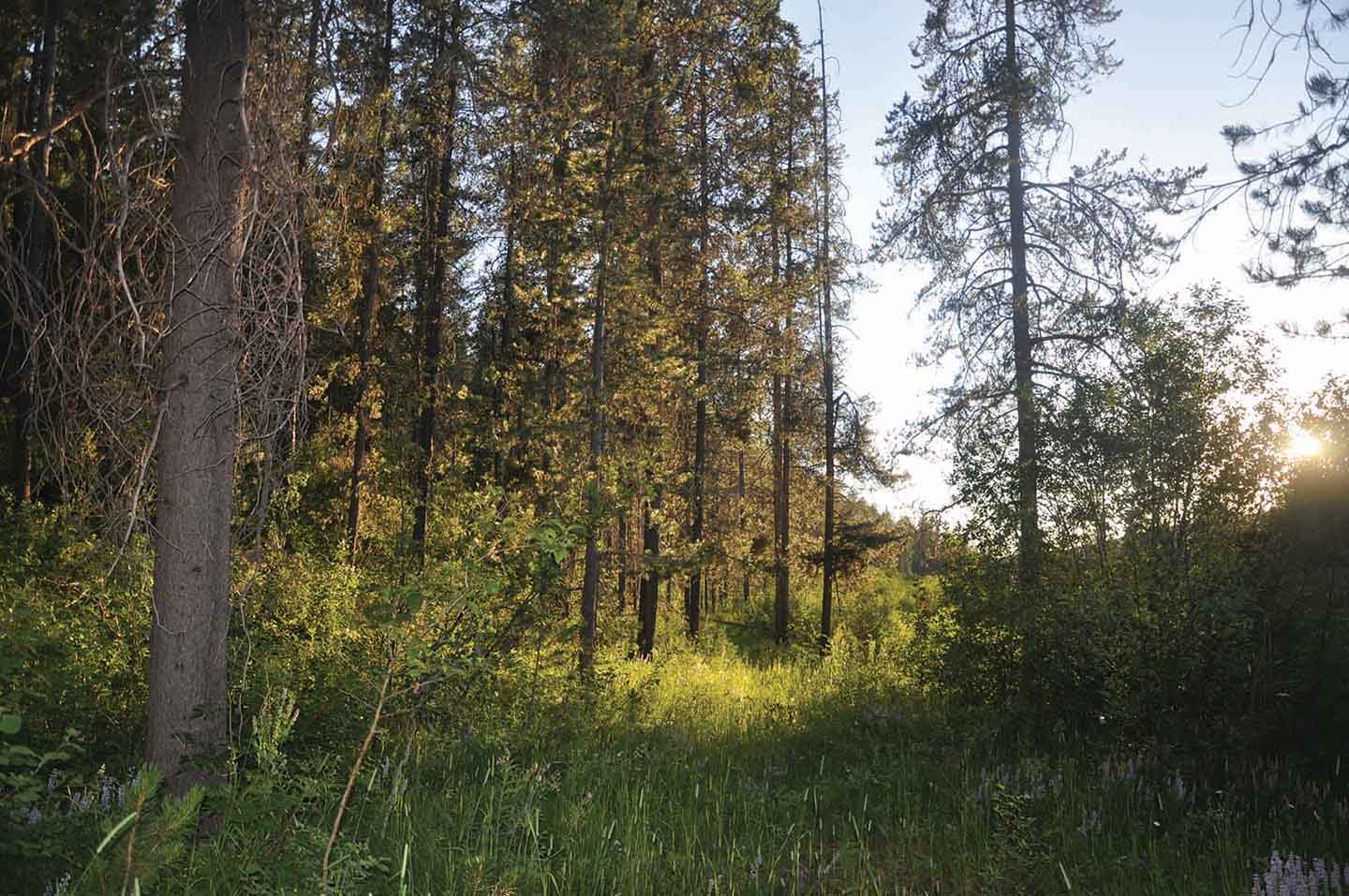 Teton View Ranch on Conant Creek property picture 38 of 41