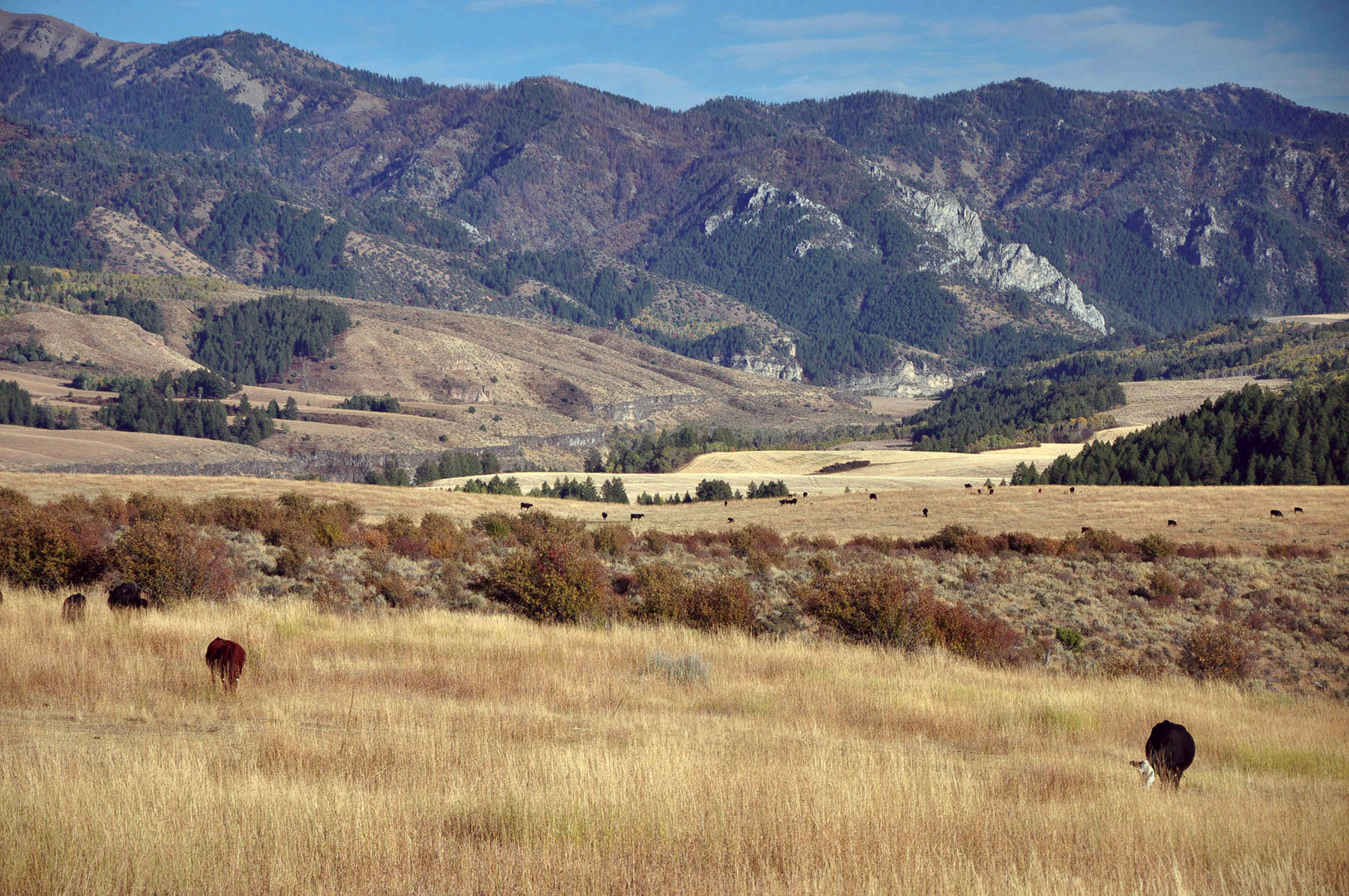 Paradise Ranch on the South Fork Bench property picture 6 of 18