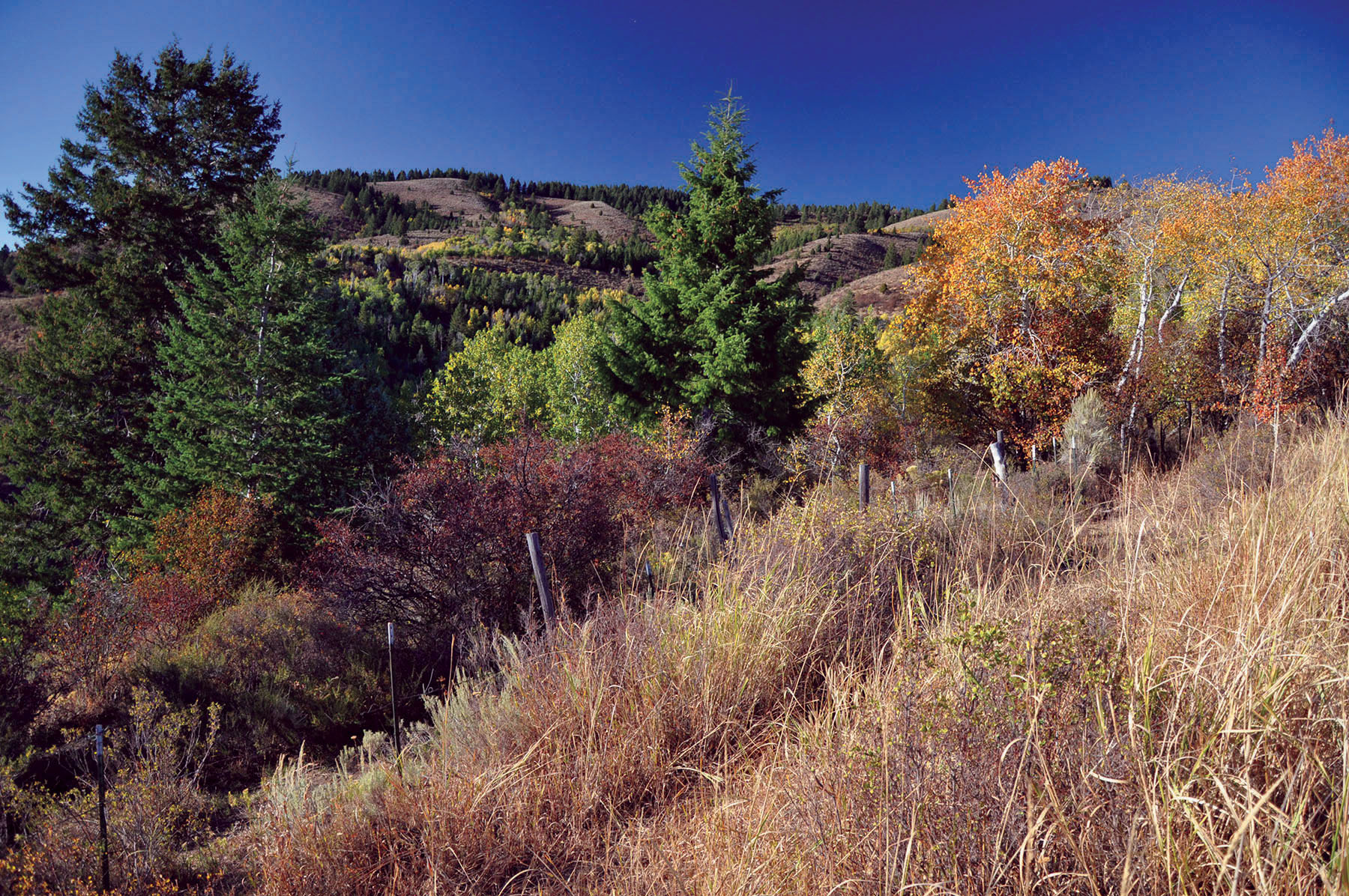 Paradise Ranch on the South Fork Bench property picture 4 of 18
