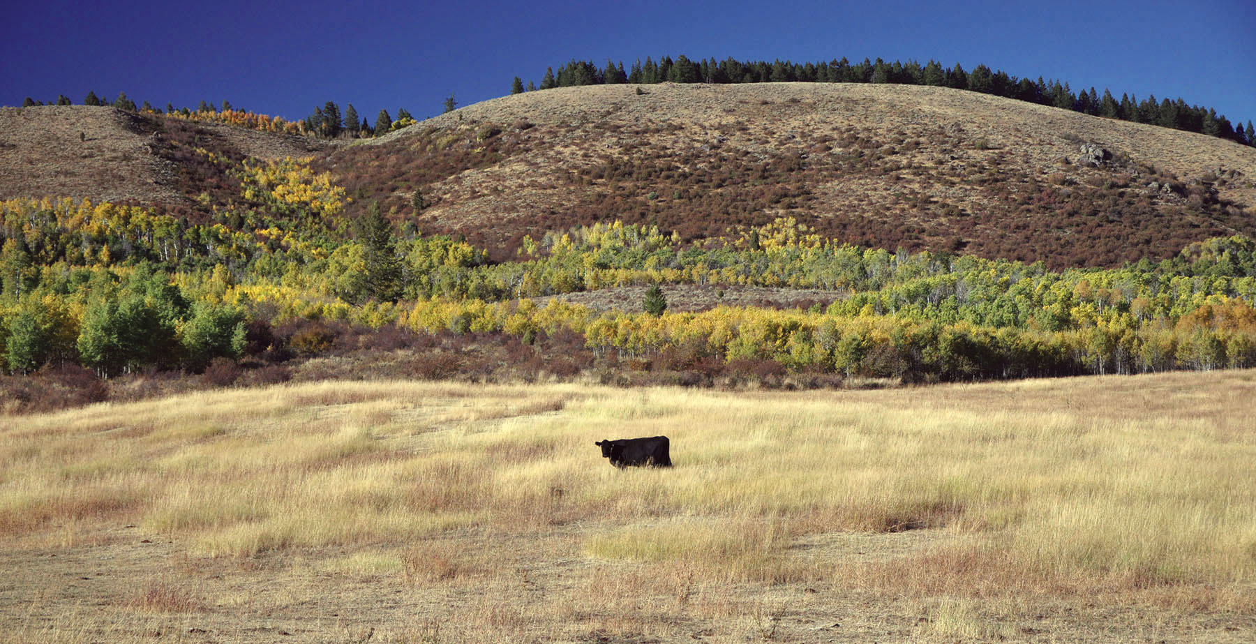 Paradise Ranch on the South Fork Bench property picture 11 of 18