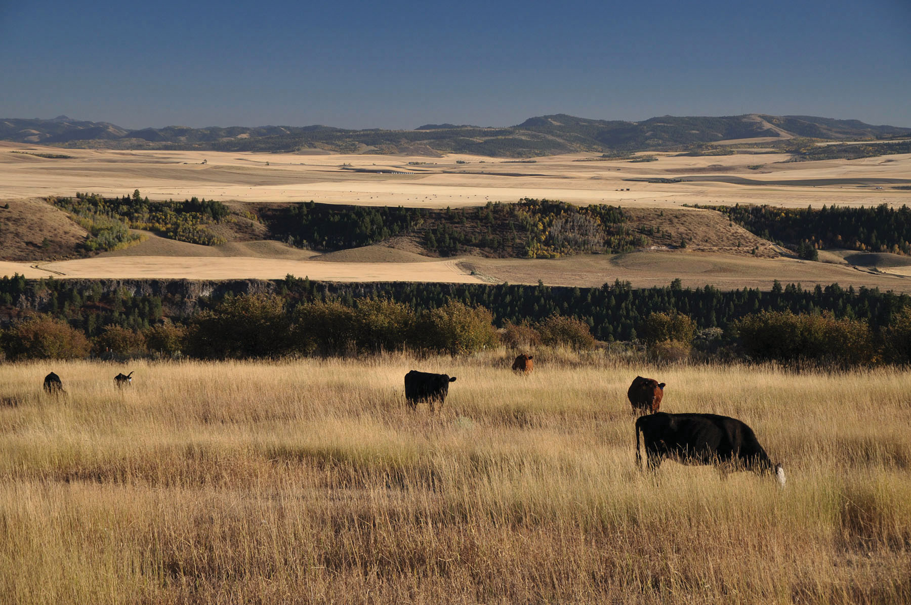Paradise Ranch on the South Fork Bench property picture 13 of 18