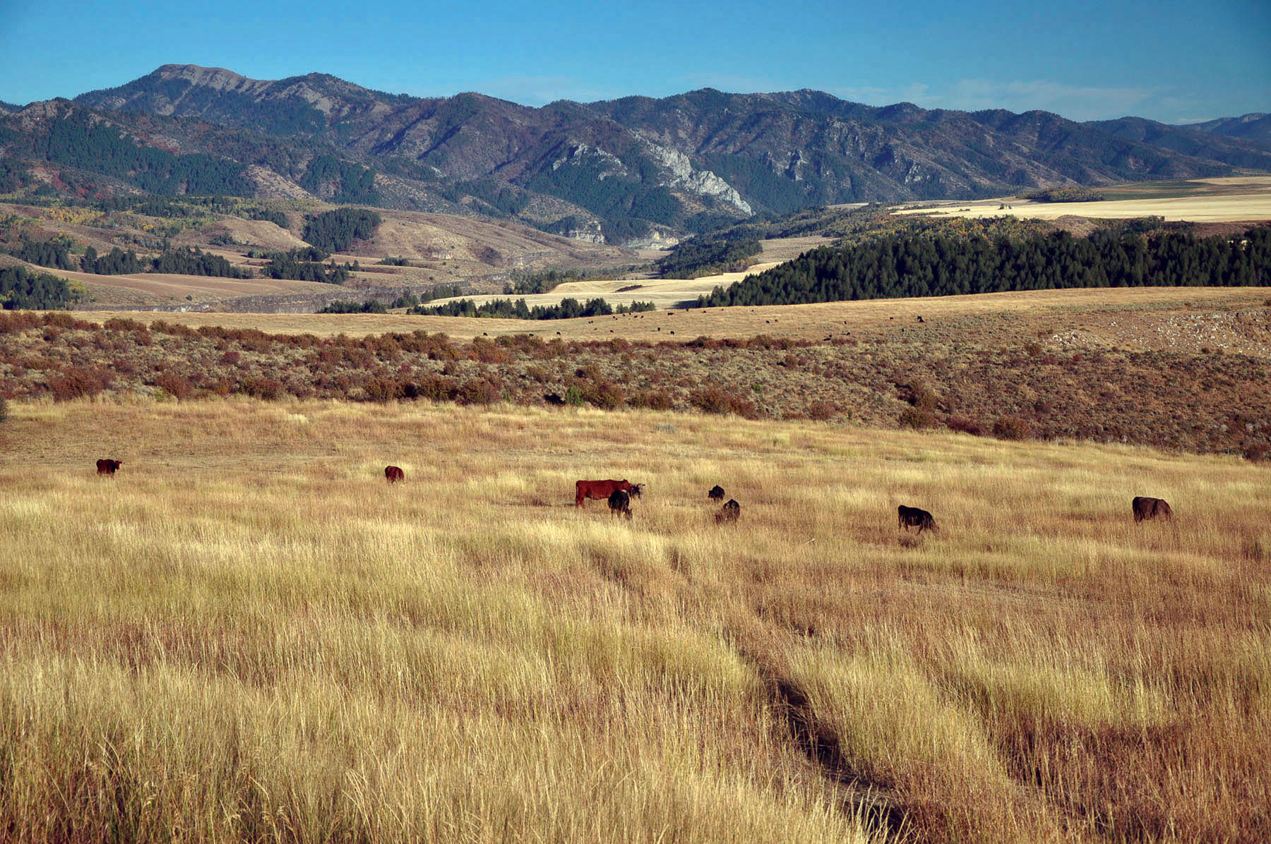 Paradise Ranch on the South Fork Bench property picture 2 of 18