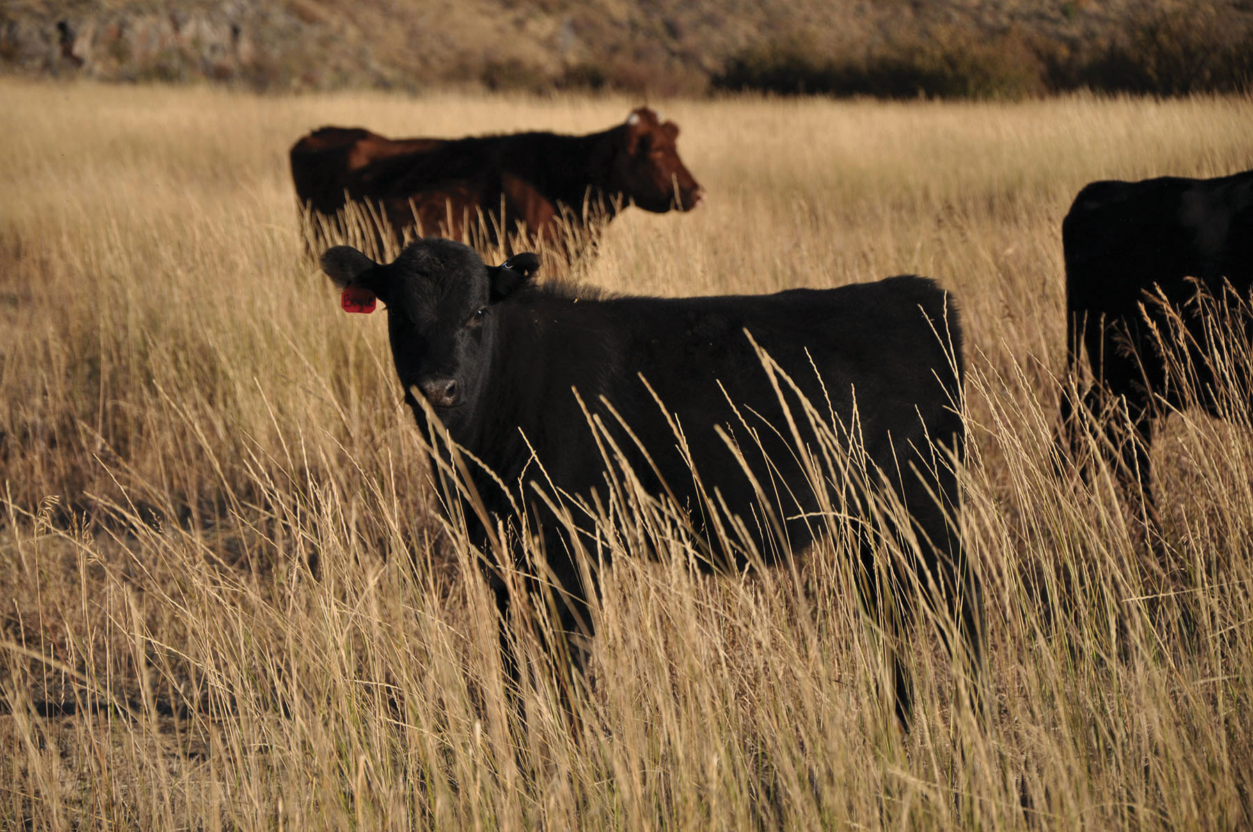 Paradise Ranch on the South Fork Bench property picture 5 of 18
