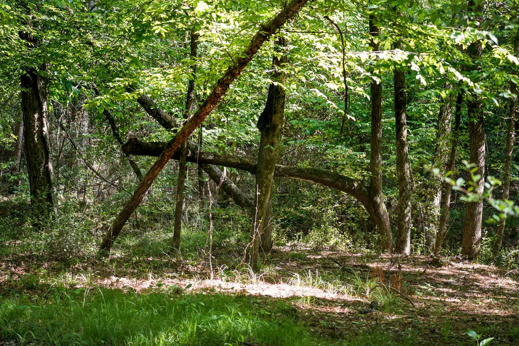 Iron Bridge Creek Ranch property picture 54 of 84