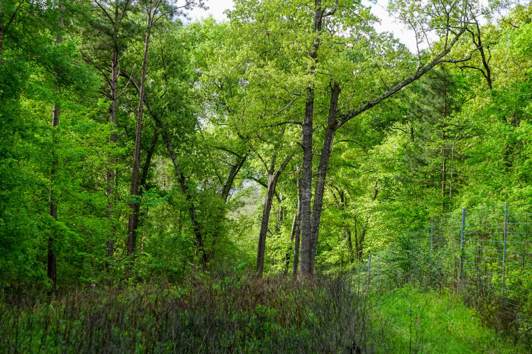 Iron Bridge Creek Ranch property picture 21 of 84