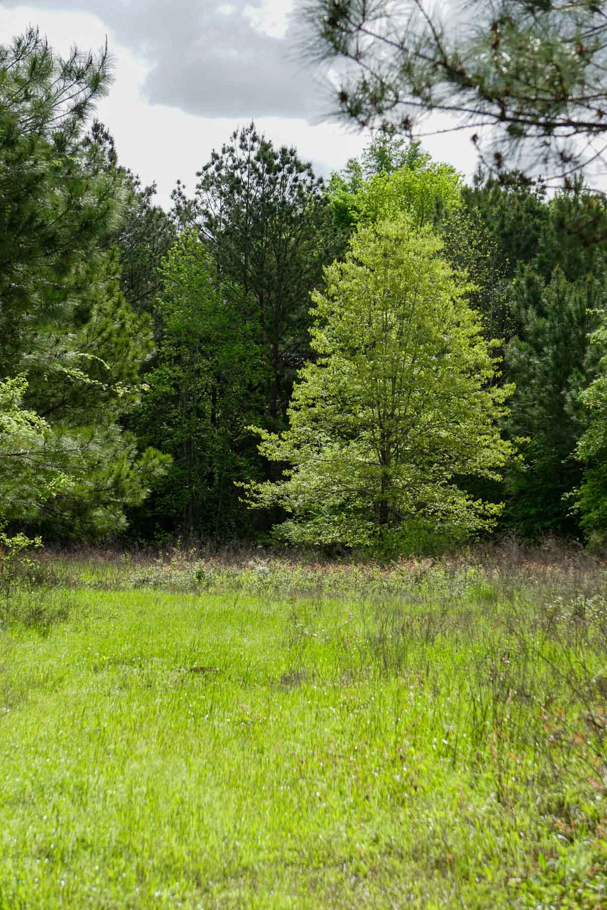 Iron Bridge Creek Ranch property picture 6 of 84