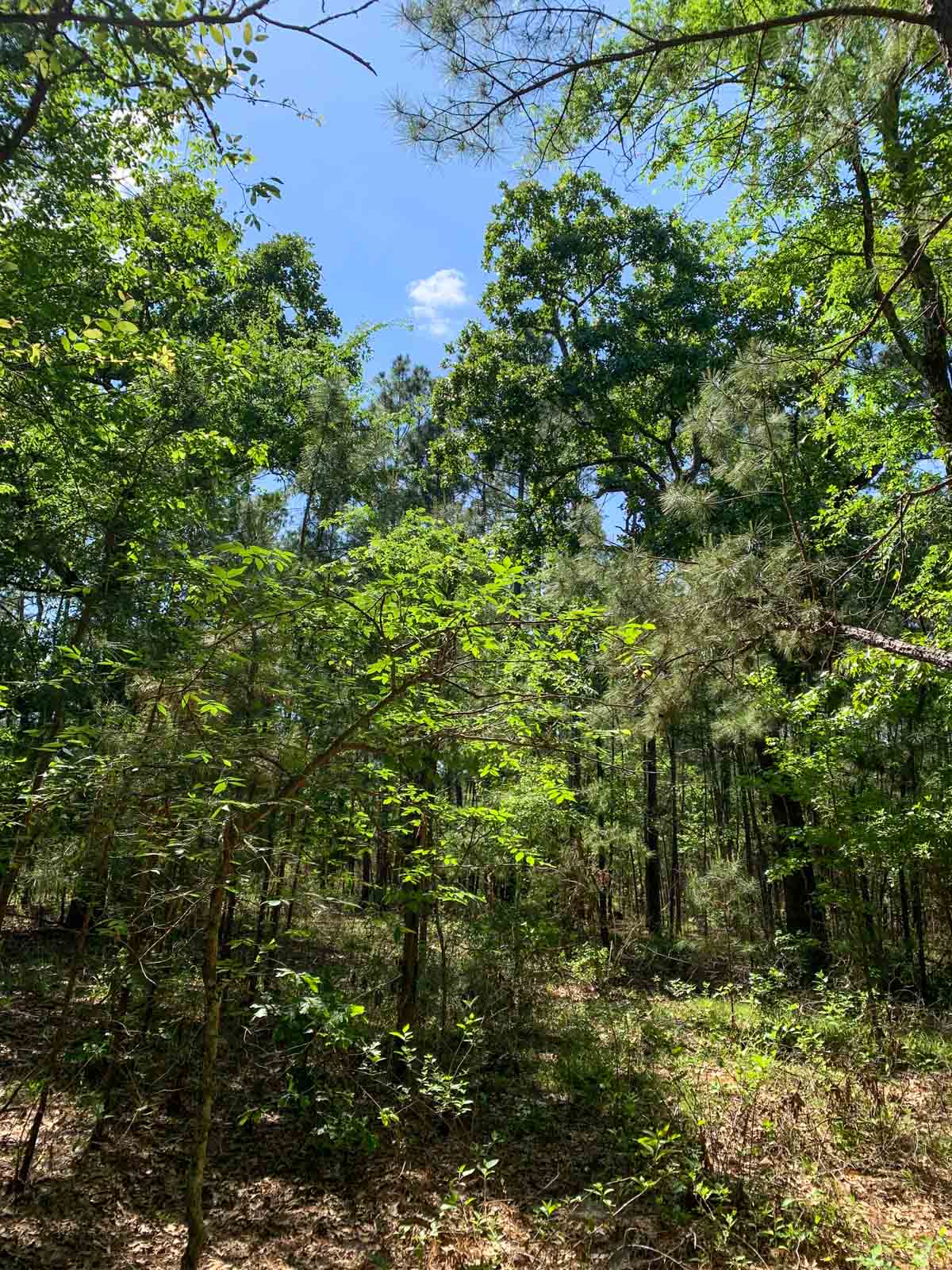 Iron Bridge Creek Ranch property picture 65 of 84