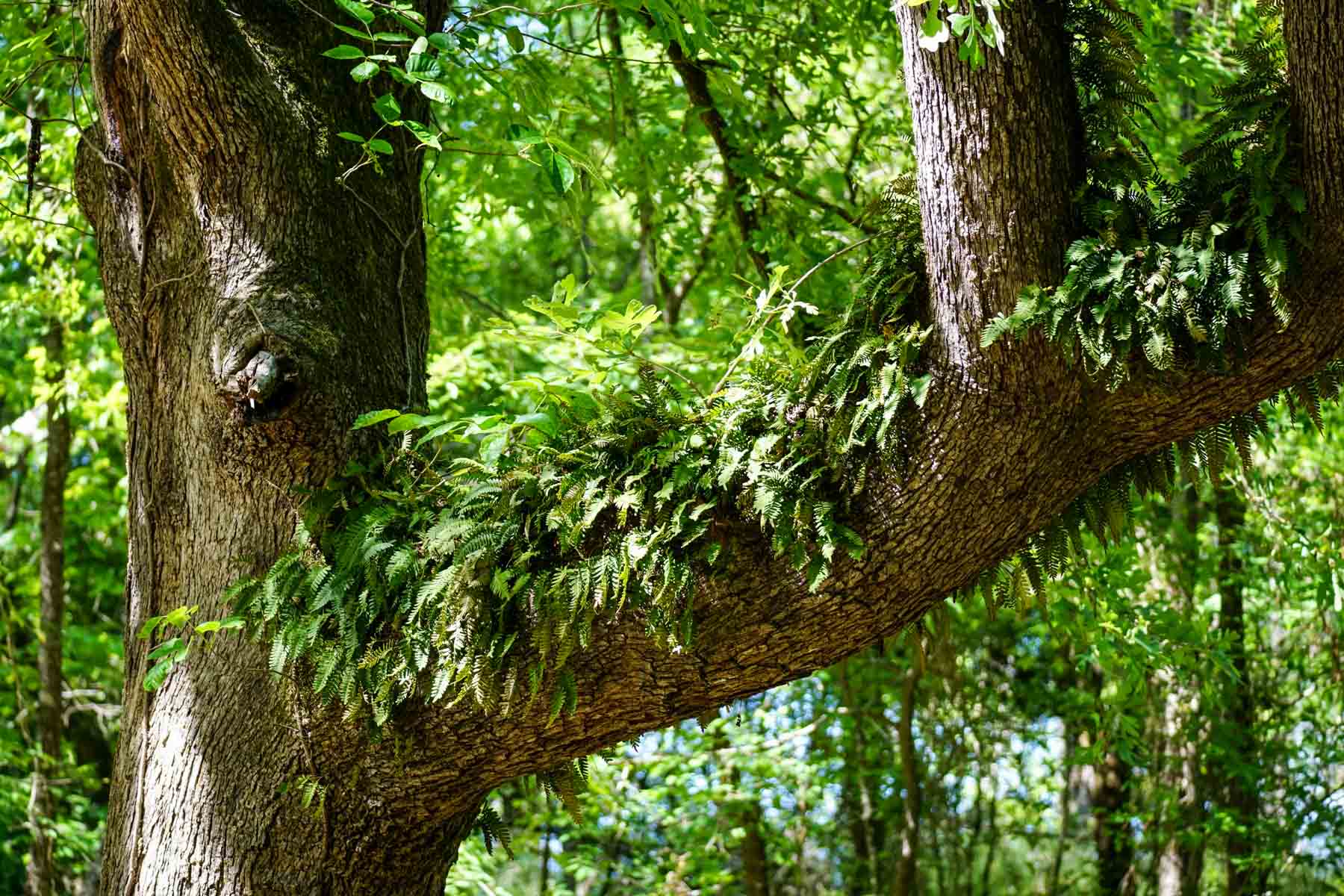 Iron Bridge Creek Ranch property picture 33 of 84