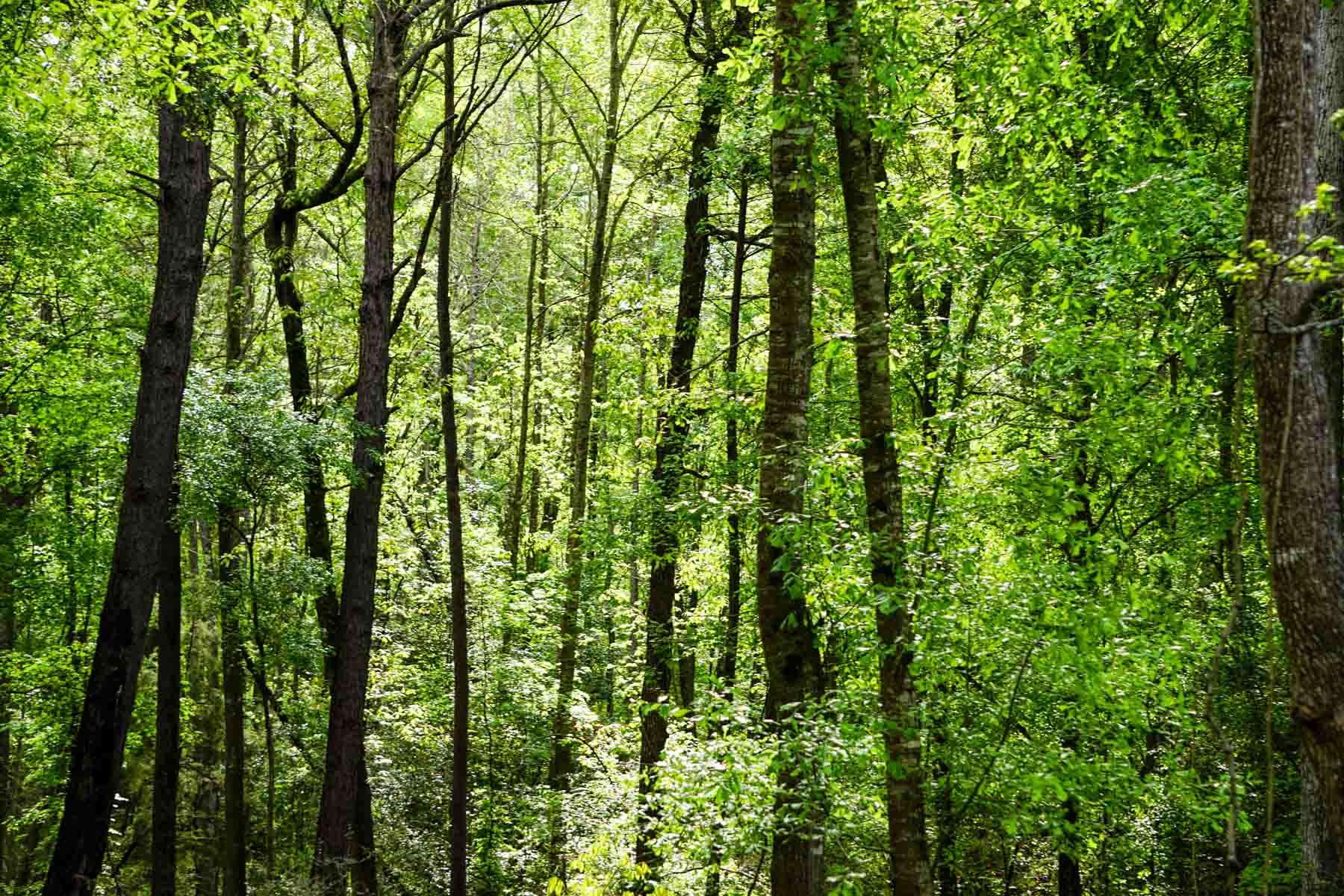Iron Bridge Creek Ranch property picture 7 of 84