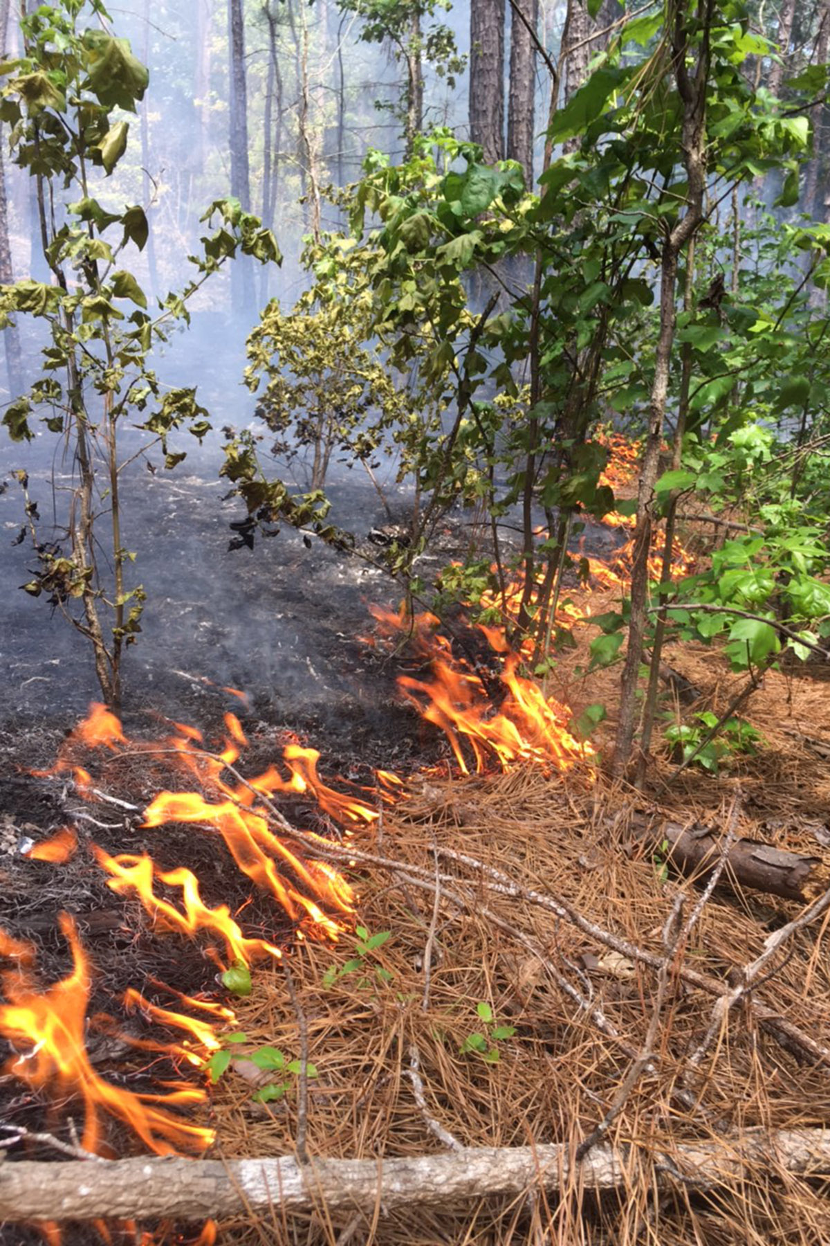 Iron Bridge Creek Ranch property picture 83 of 84