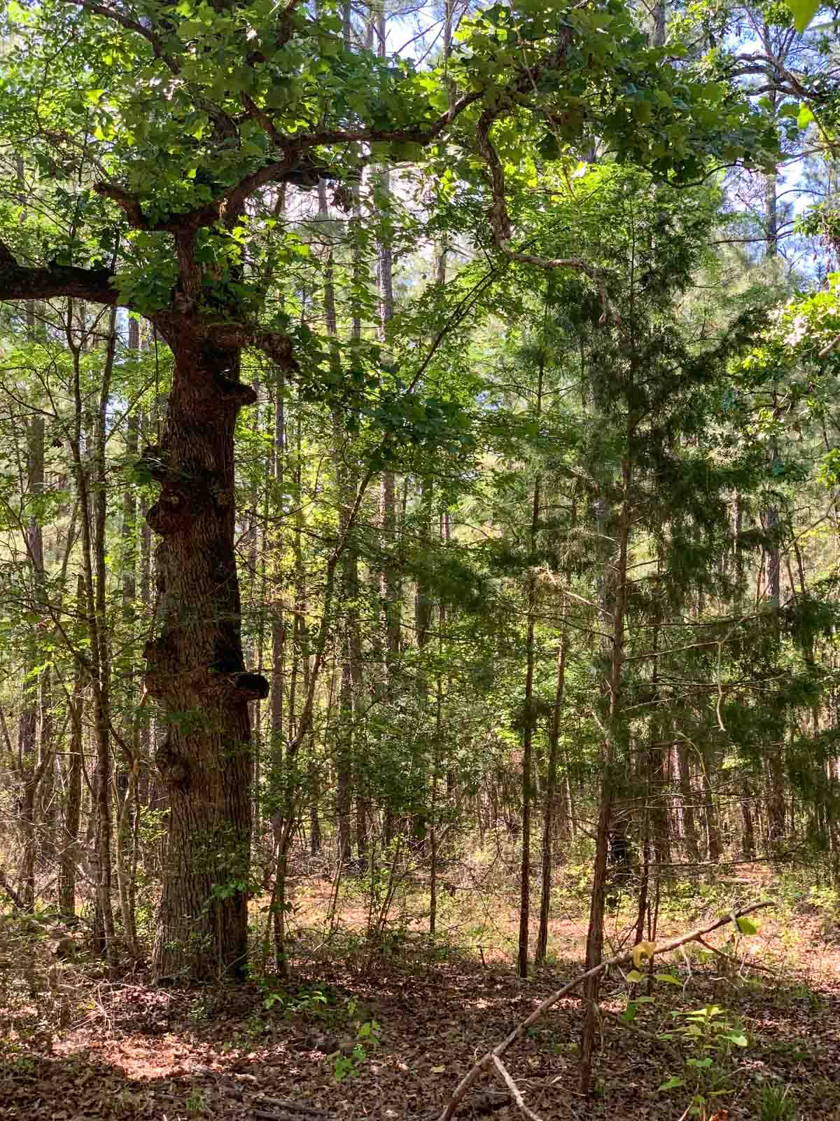 Iron Bridge Creek Ranch property picture 66 of 84