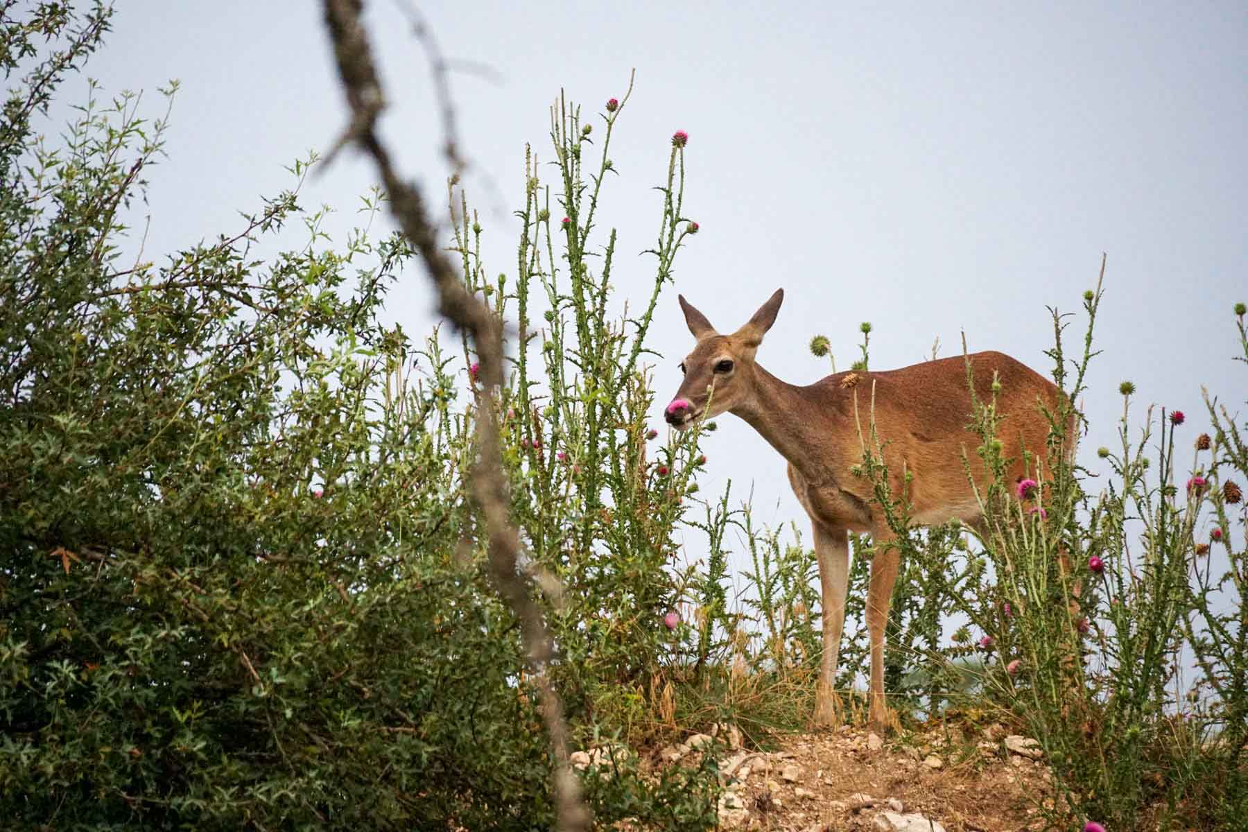 Overlook Ranch property picture 32 of 33