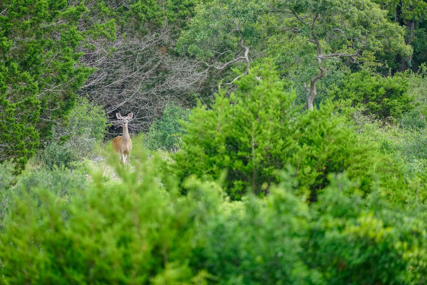 Overlook Ranch property picture 3 of 33