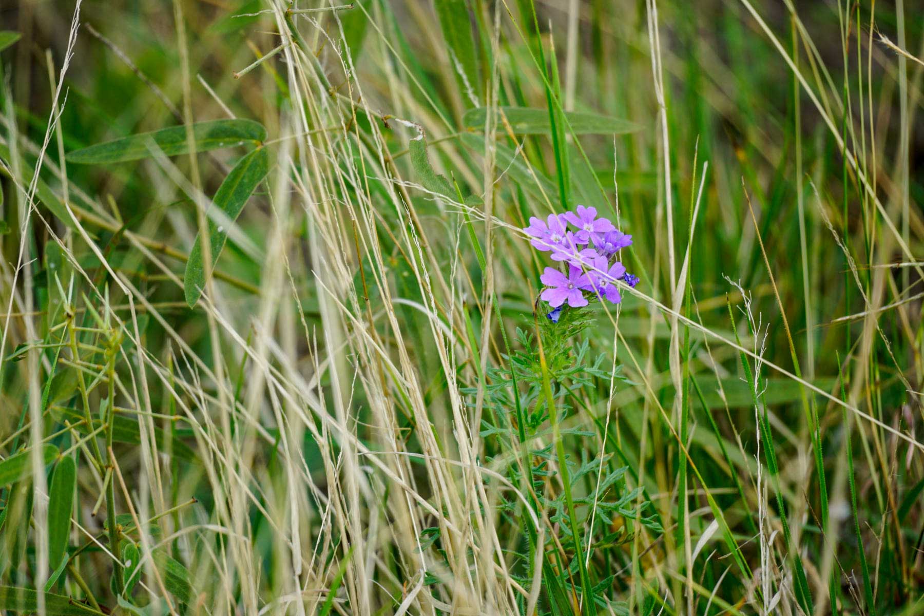 Overlook Ranch property picture 21 of 33