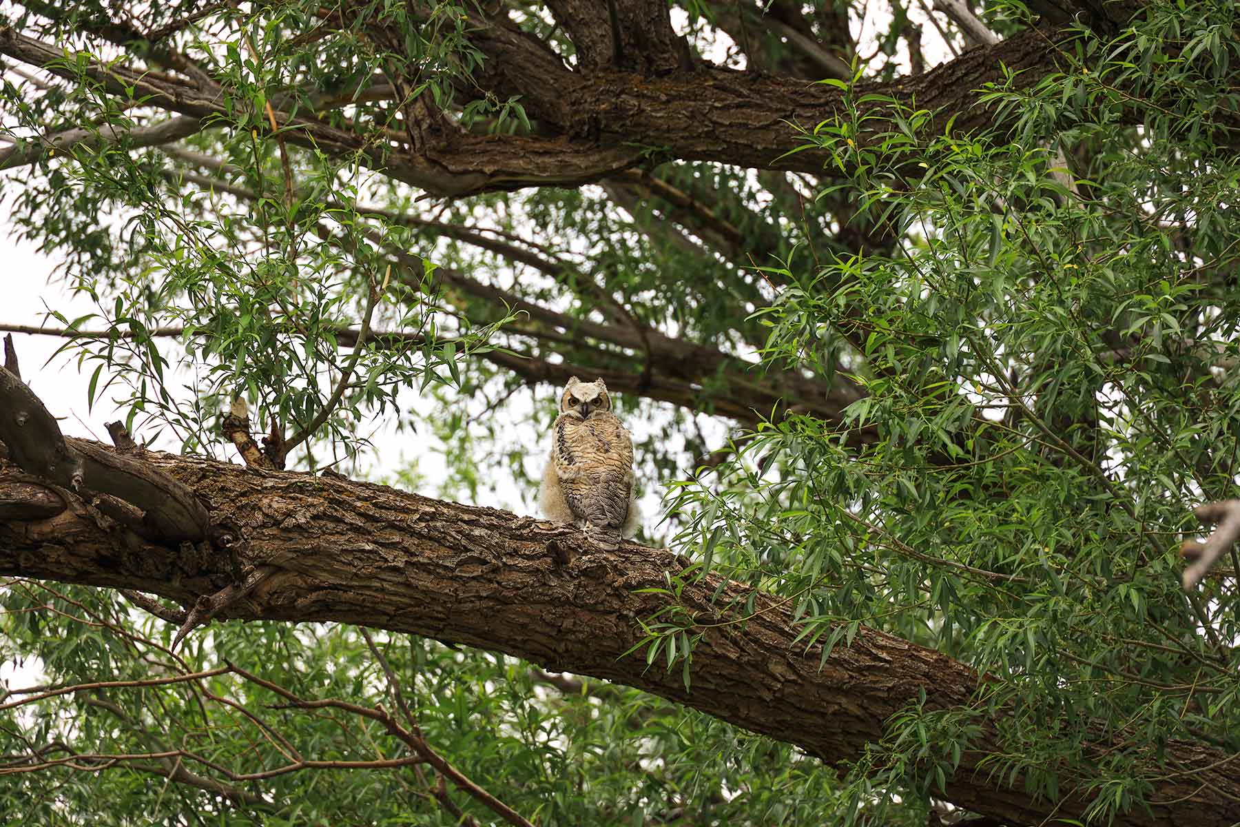 Wooden Shoe Ranch property picture 41 of 55