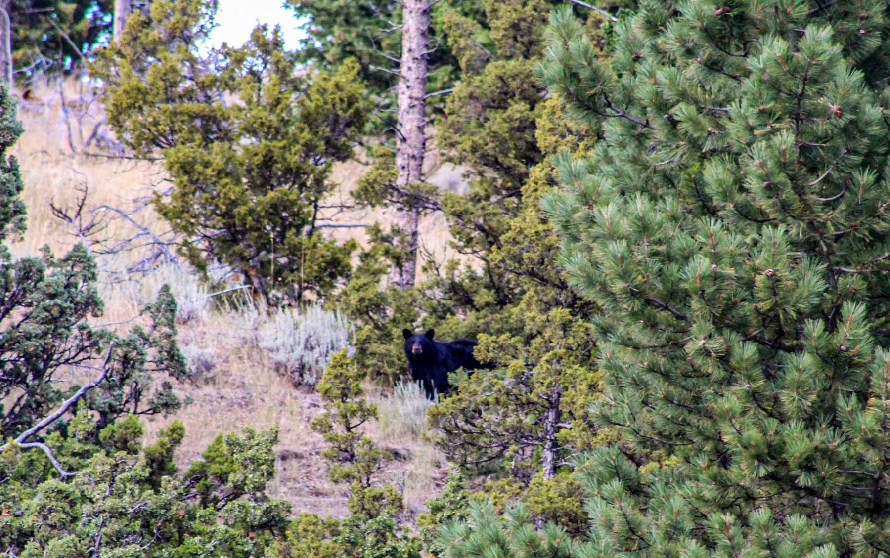 Upper Greyson Creek Ranch property picture 15 of 69