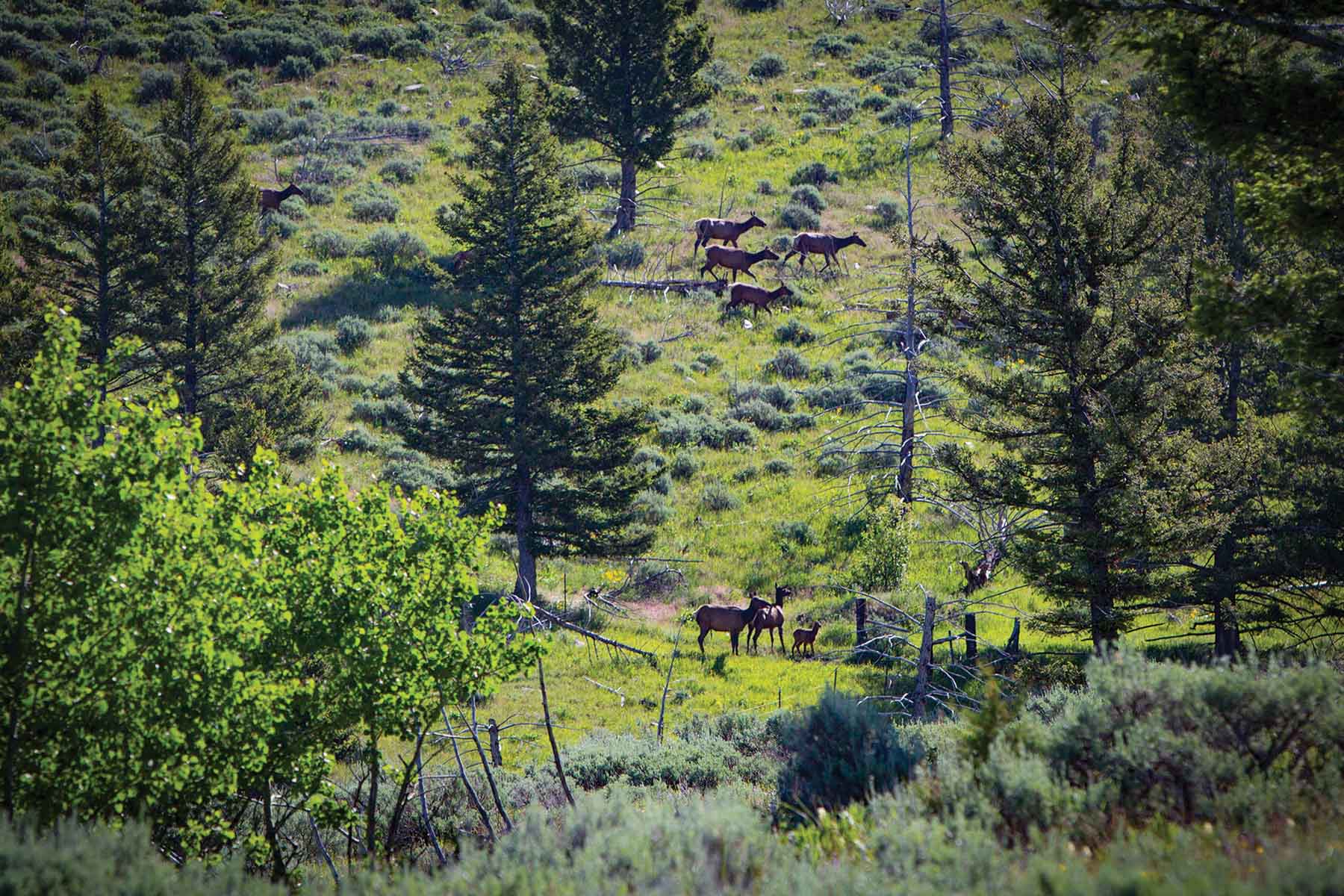 Upper Greyson Creek Ranch property picture 63 of 69