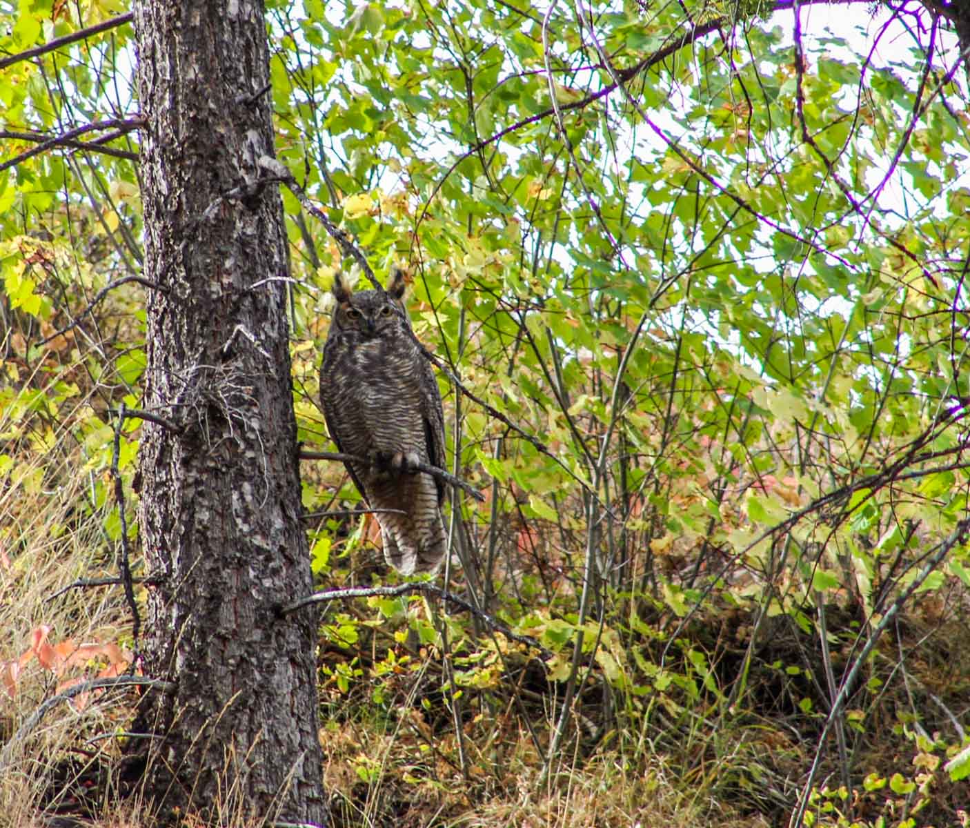 Upper Greyson Creek Ranch property picture 16 of 69