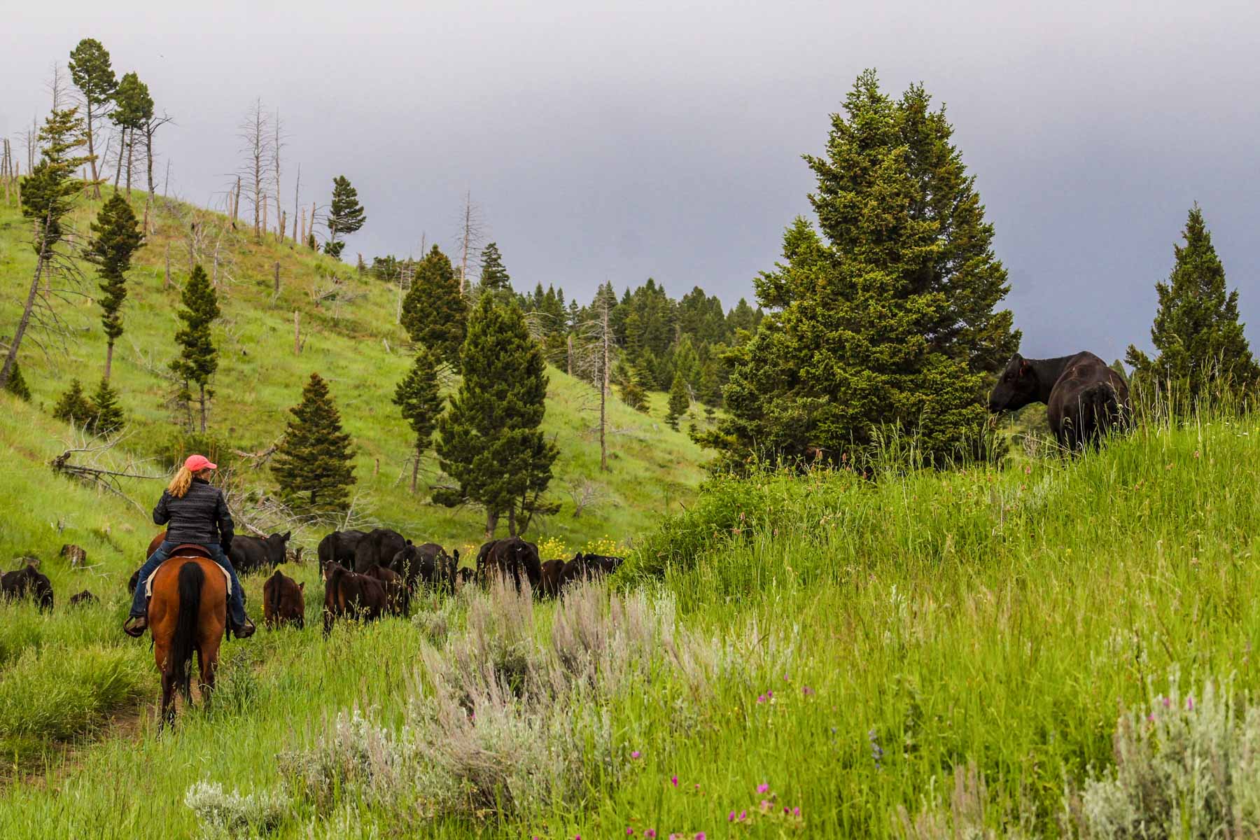 Upper Greyson Creek Ranch property picture 17 of 69