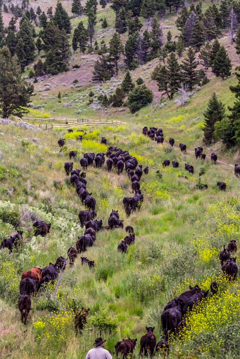 Upper Greyson Creek Ranch property picture 29 of 69