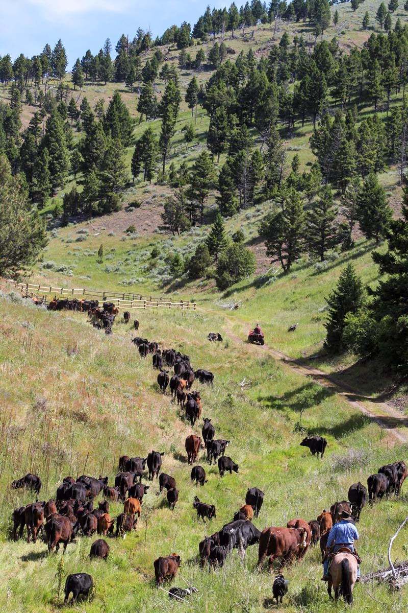 Upper Greyson Creek Ranch property picture 21 of 69