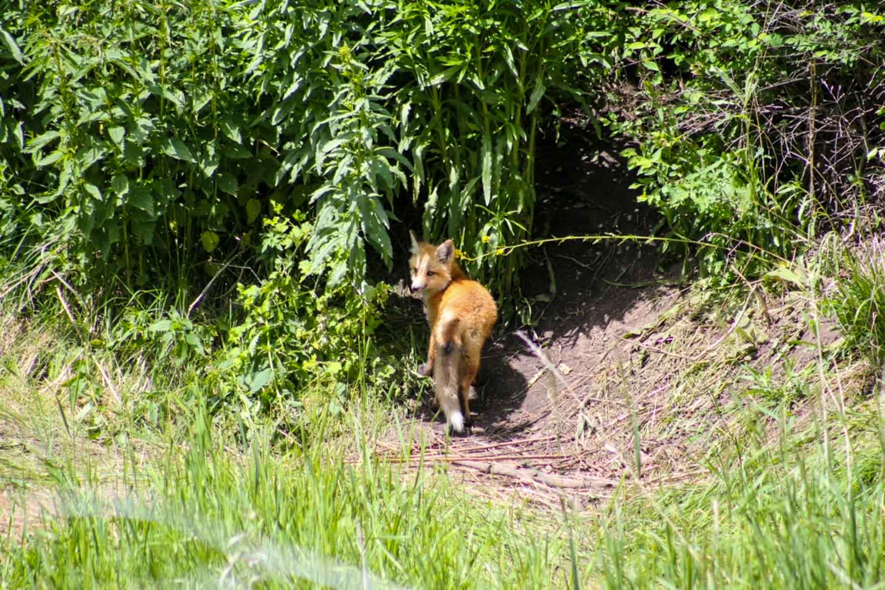 Upper Greyson Creek Ranch property picture 28 of 69