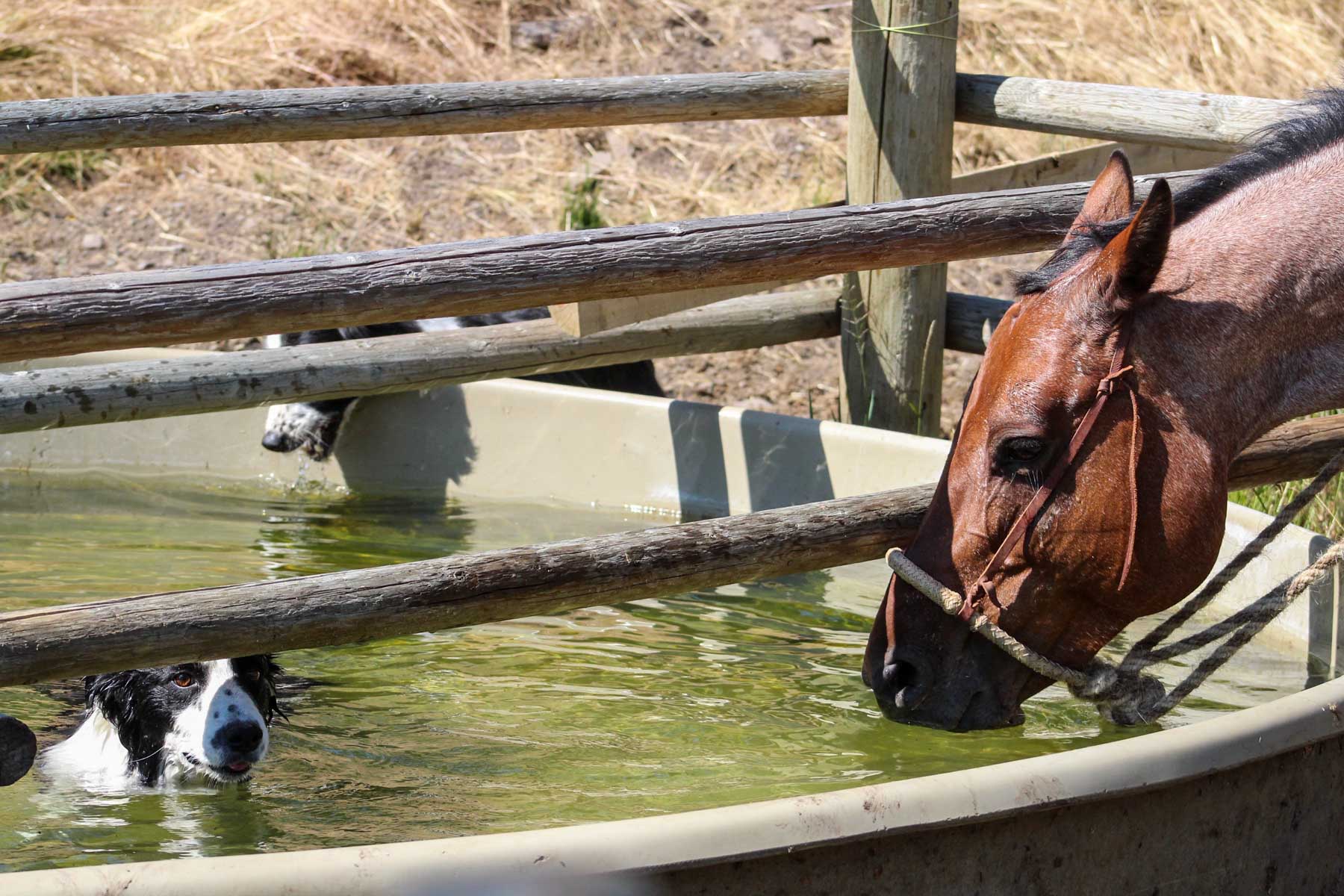 Upper Greyson Creek Ranch property picture 30 of 69