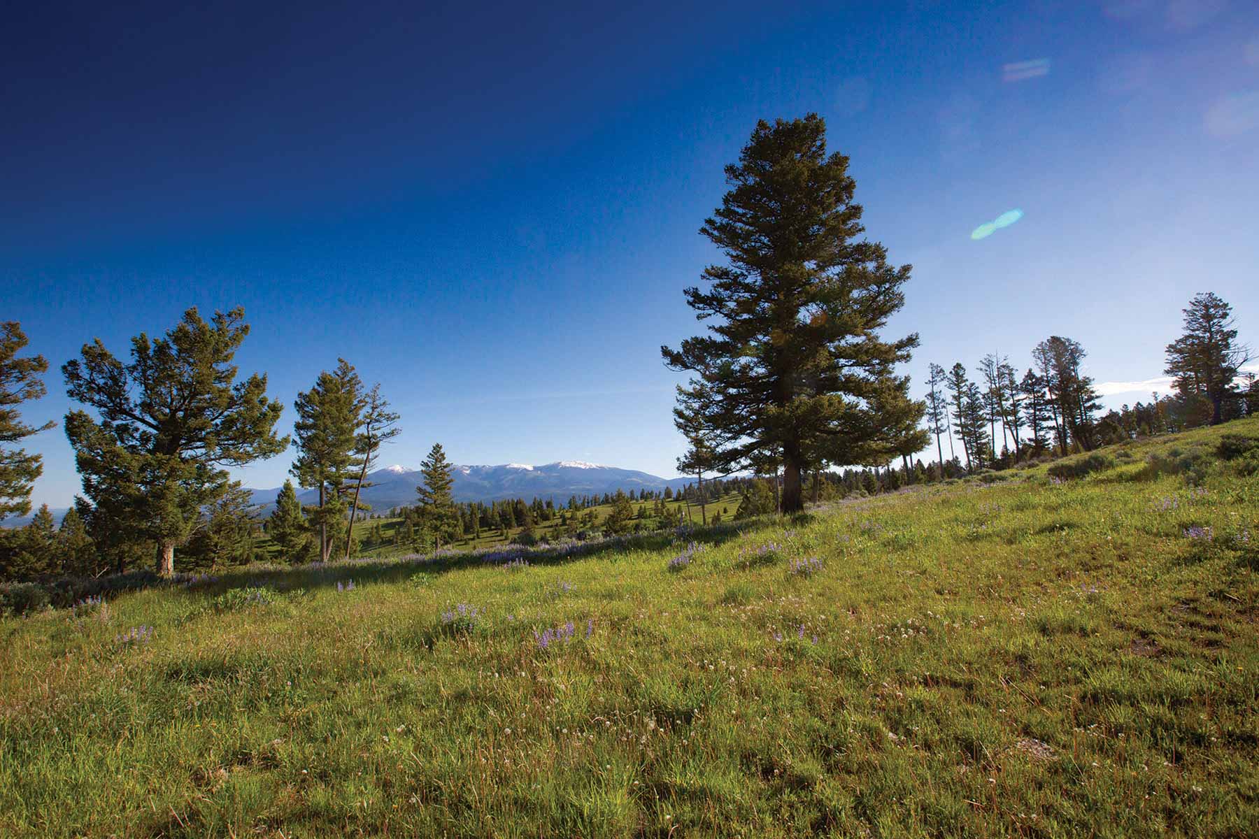 Upper Greyson Creek Ranch property picture 58 of 69